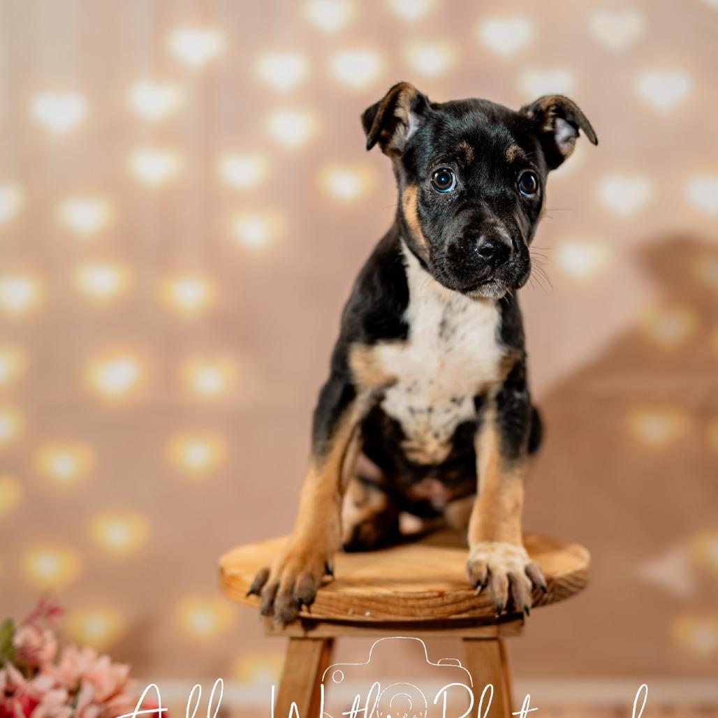 Enlarge Bailey, a Adoptable mixed breed in Hattiesburg, MS image 2/6