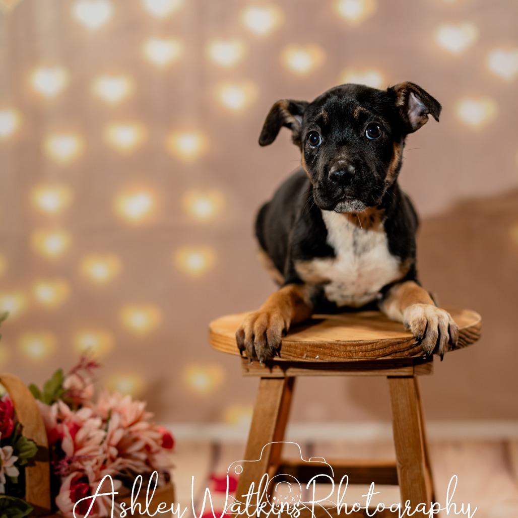 Enlarge Bailey, a Adoptable mixed breed in Hattiesburg, MS image 3/6