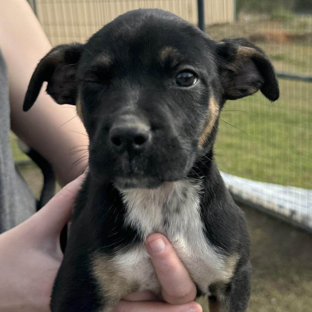 Enlarge Bailey, a Adoptable mixed breed in Hattiesburg, MS image 4/6