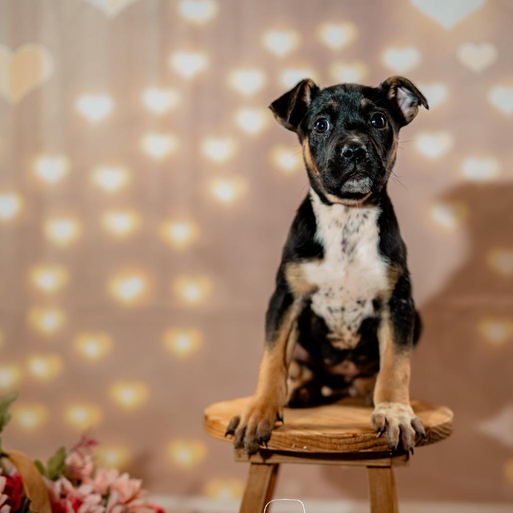 Enlarge Bailey, a Adoptable mixed breed in Hattiesburg, MS image 5/6