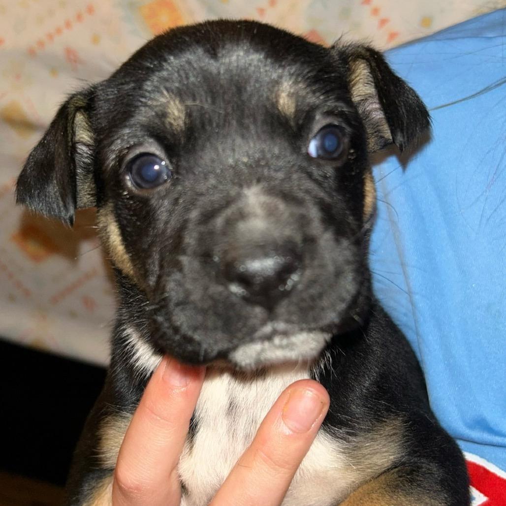 Enlarge Bailey, a Adoptable mixed breed in Hattiesburg, MS image 6/6