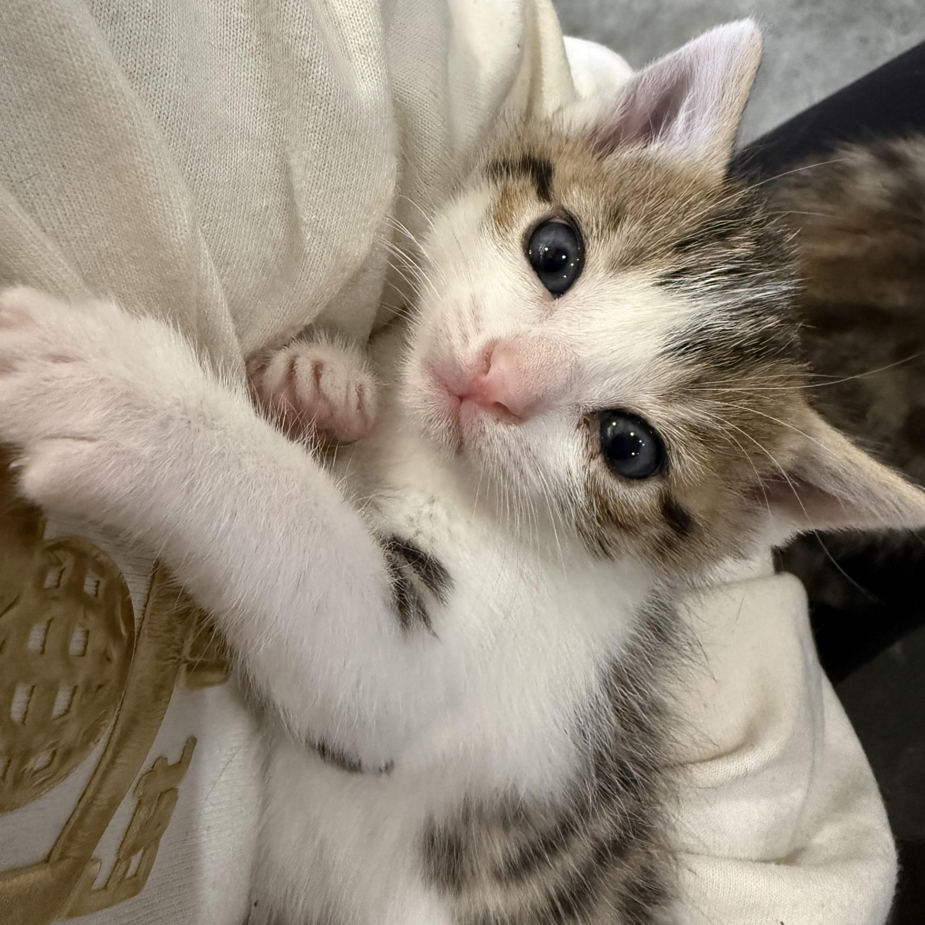 Enlarge Jade, a ADOPTABLE Domestic Short Hair in Bentonville, AR image 1/1