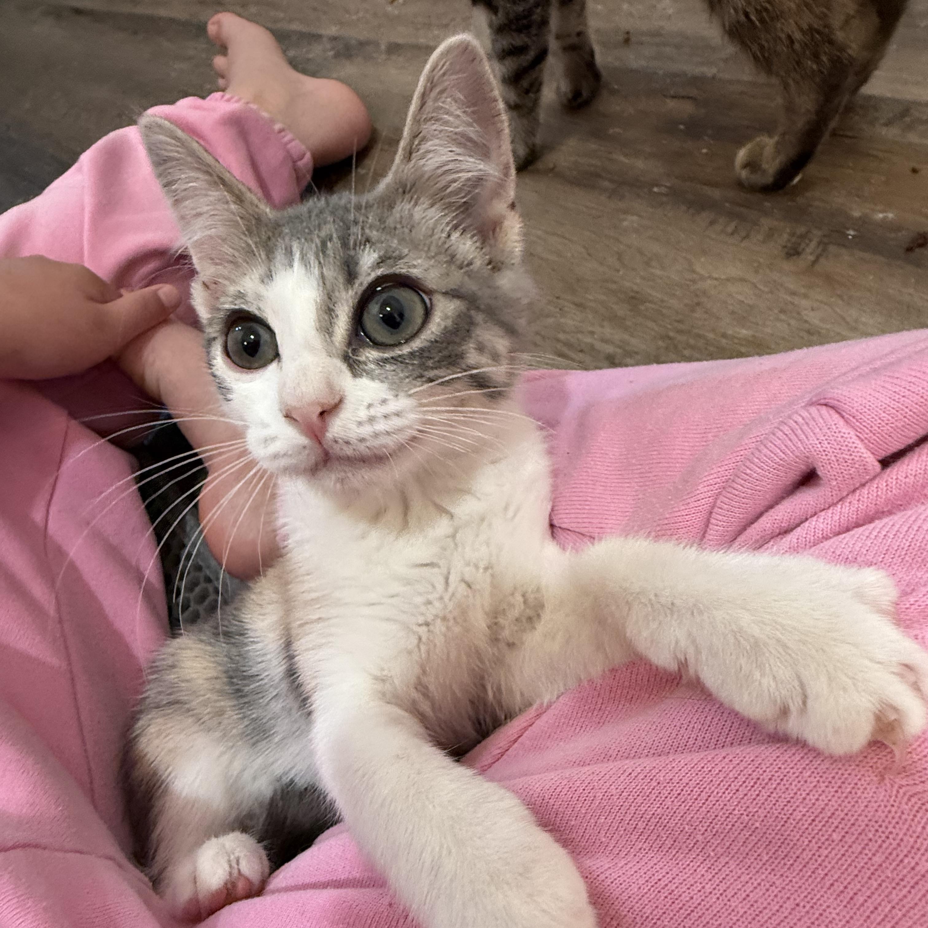 Enlarge Jade, a ADOPTABLE Domestic Short Hair in Bentonville, AR image 2/2