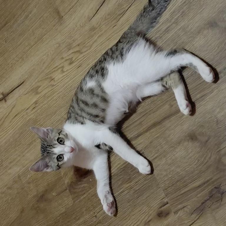 Jade, ADOPTABLE, Kitten Female Domestic Short Hair.