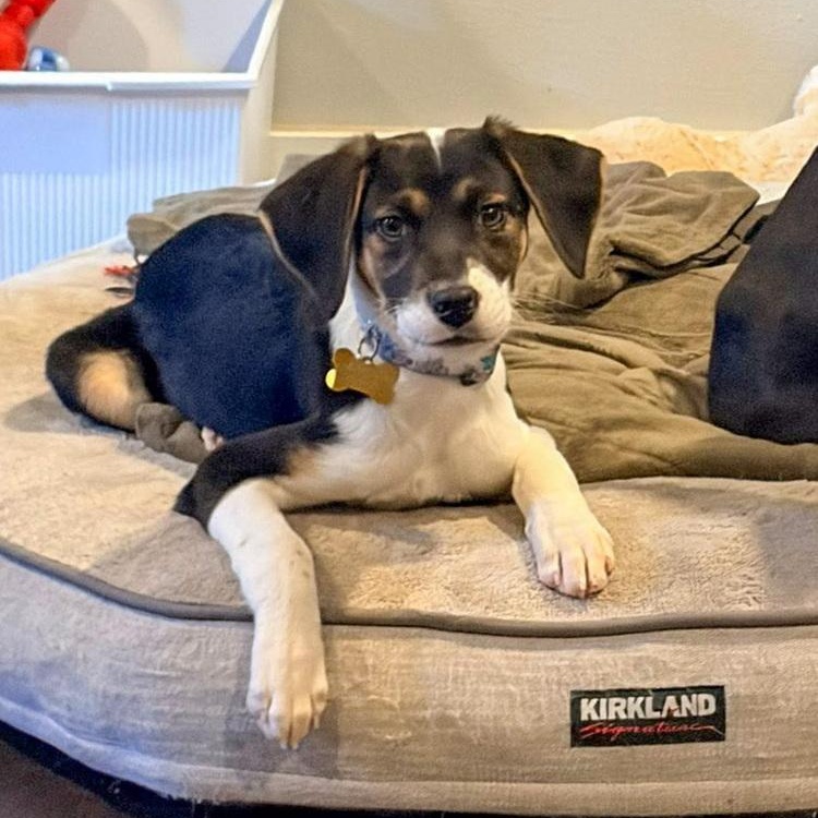 Lugnut, Adoptable, Puppy Female Foxhound & Beagle.