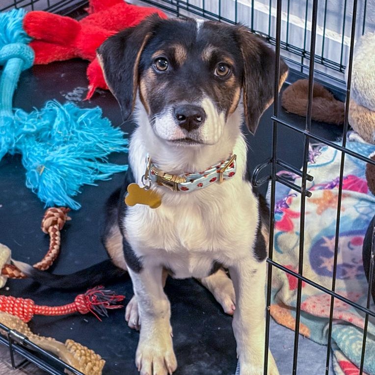 Enlarge Lugnut, a Adoptable mixed breed in Spokane, WA image 1/6