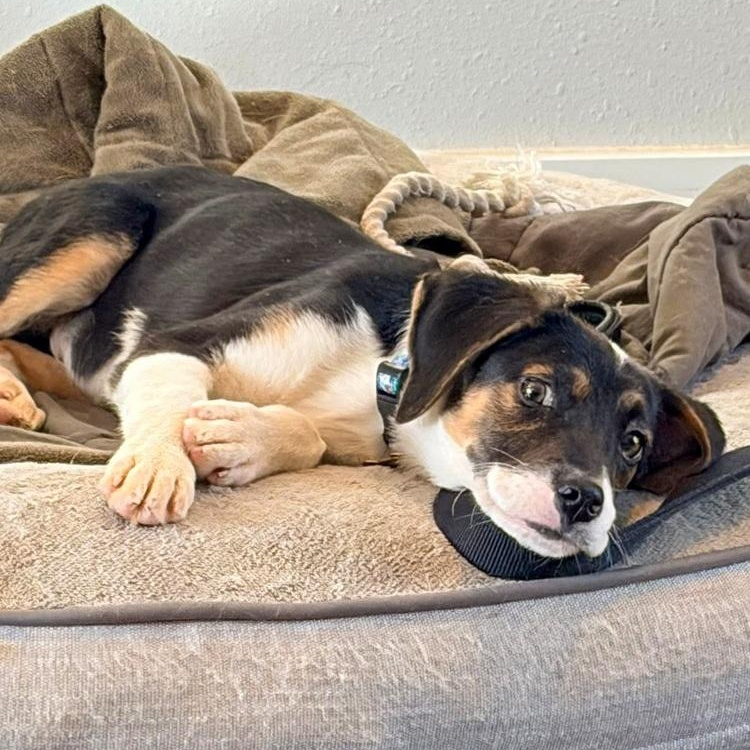 Enlarge Lugnut, a Adoptable mixed breed in Spokane, WA image 5/6