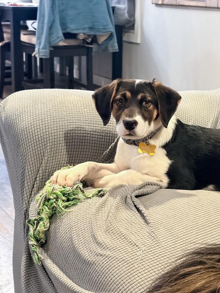 Enlarge Lugnut, a Adoptable mixed breed in Spokane, WA image 2/6