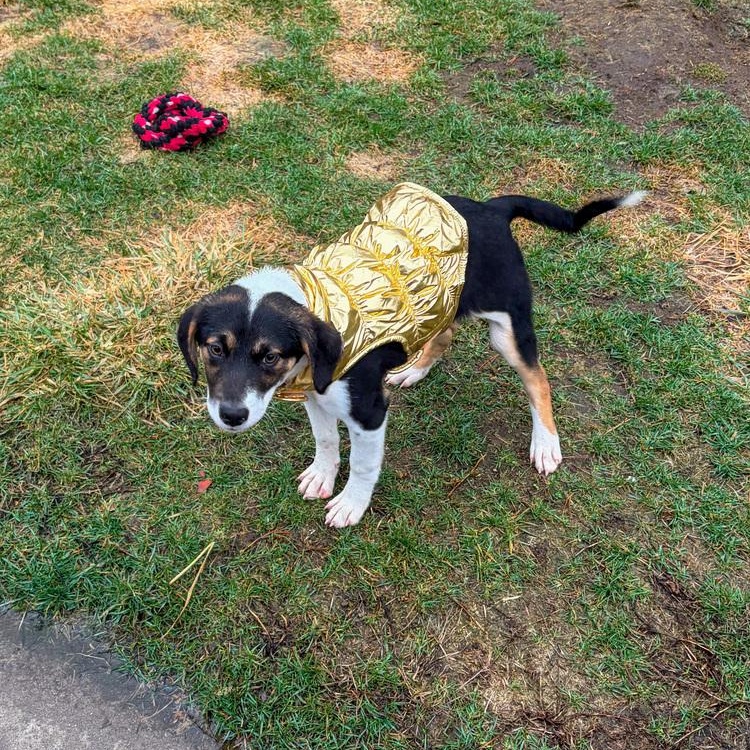 Enlarge Lugnut, a Adoptable mixed breed in Spokane, WA image 3/6