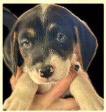 Enlarge Lugnut, a Adoptable mixed breed in Spokane, WA image 1/1