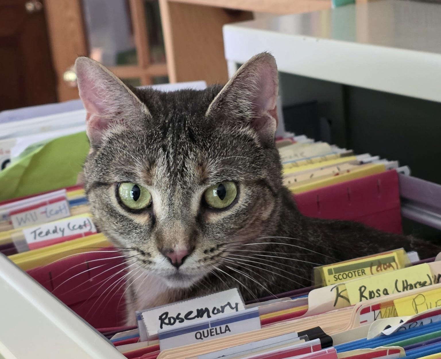Gracie (needs an angel), ADOPTABLE, Young Female Tabby & Domestic Short Hair.
