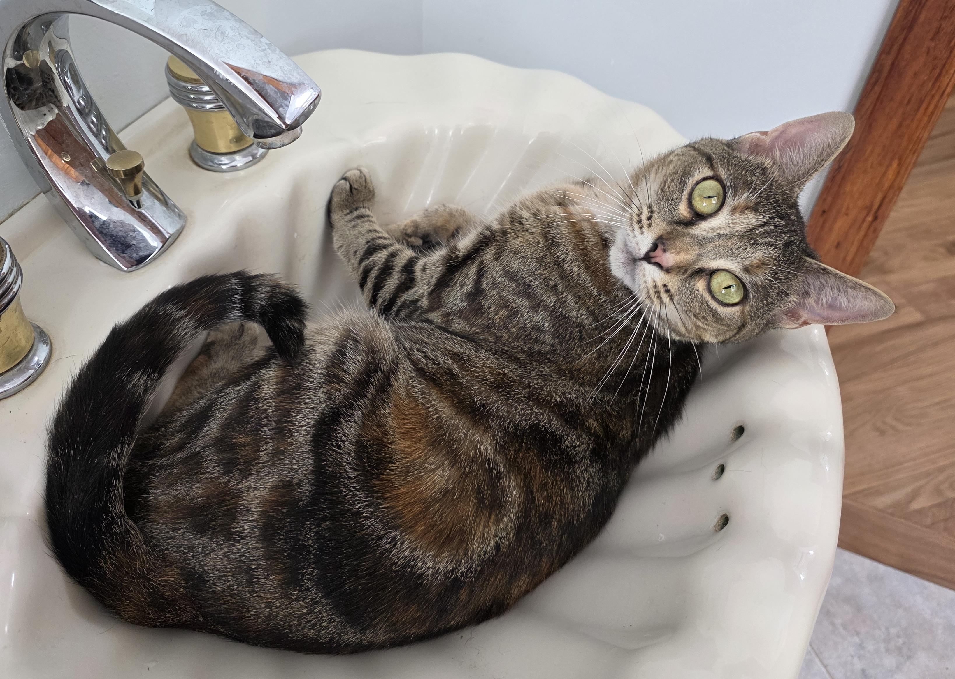 Gracie (needs an angel), a ADOPTABLE mixed breed in Dayville, CT image 2/6