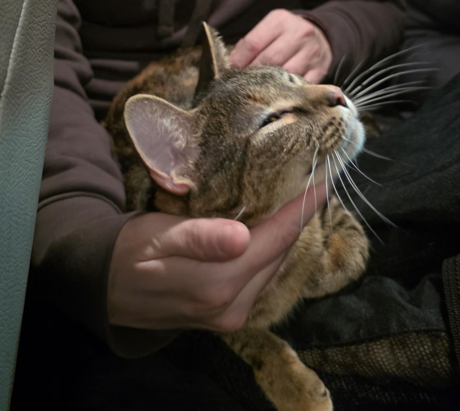 Gracie (needs an angel), a ADOPTABLE mixed breed in Dayville, CT image 4/6