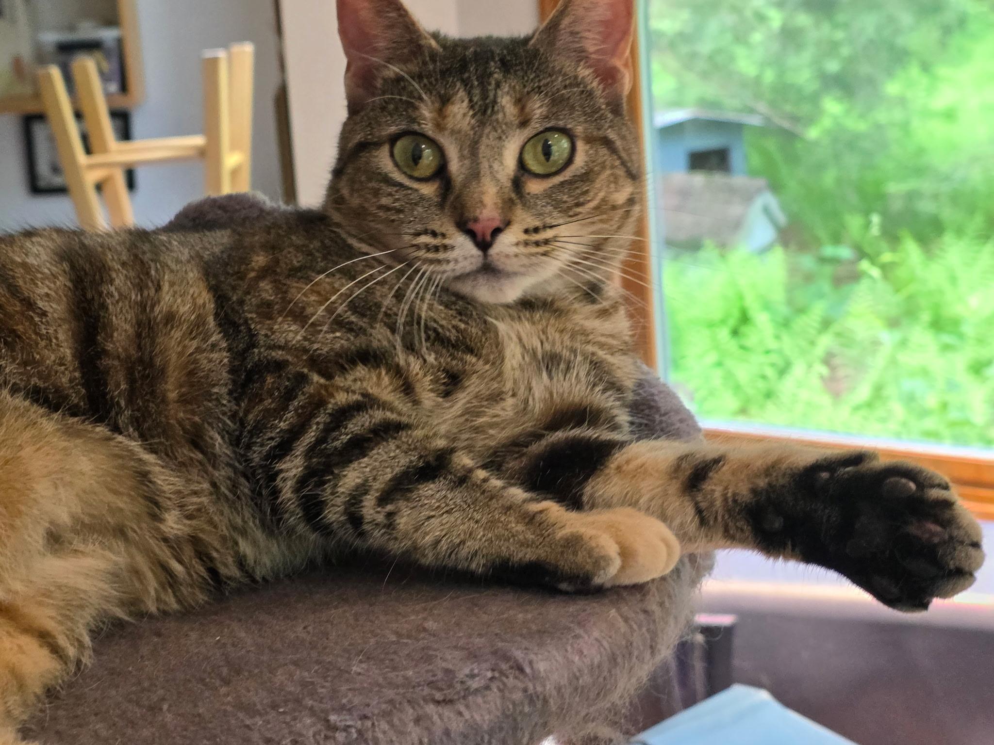 Enlarge Gracie (needs an angel), a ADOPTABLE mixed breed in Dayville, CT image 2/6