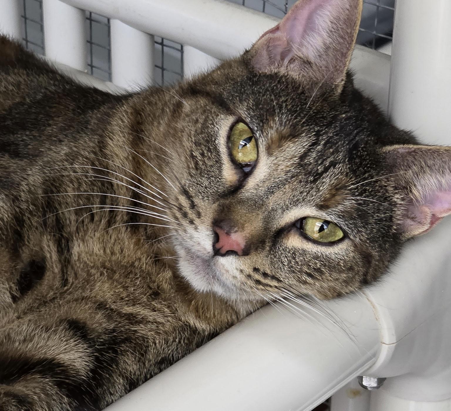 Gracie (needs an angel), a ADOPTABLE mixed breed in Dayville, CT image 1/6