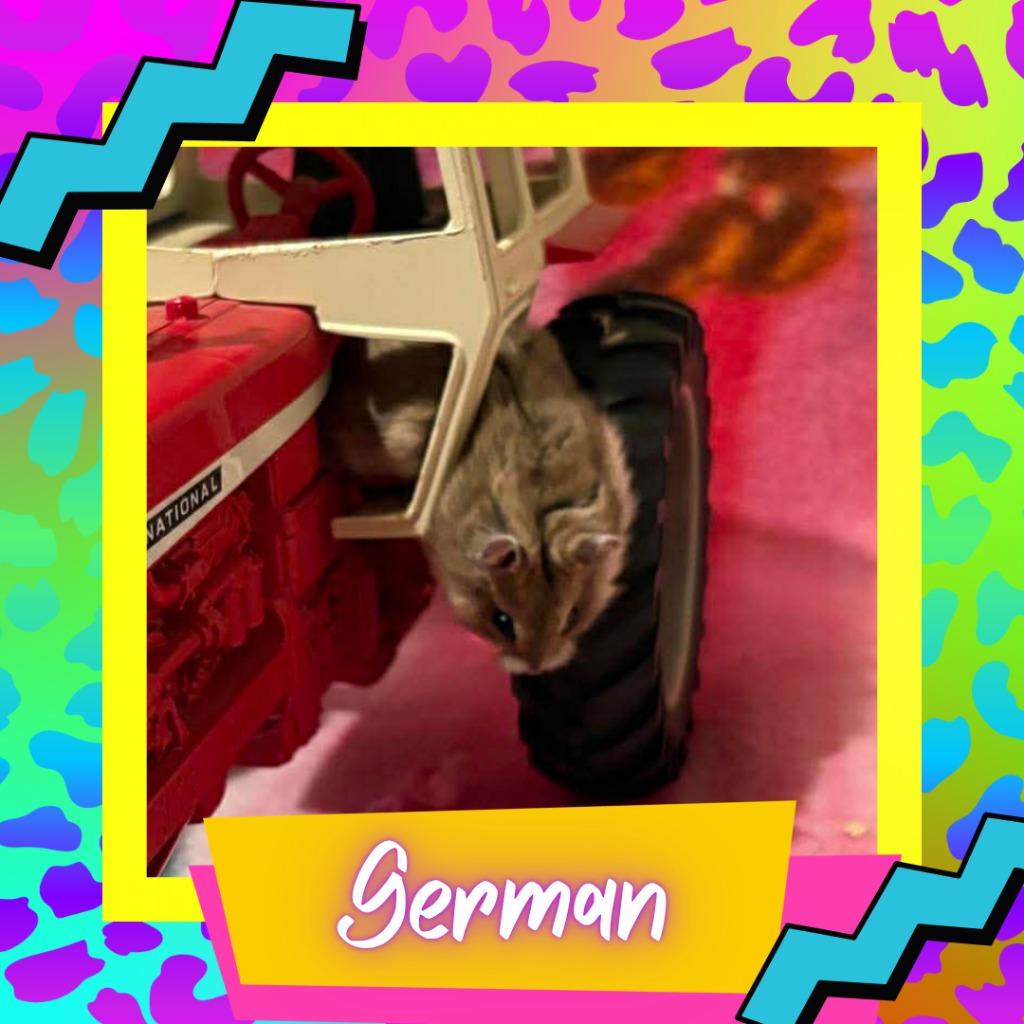 German, Adopted, Baby Female Hamster.