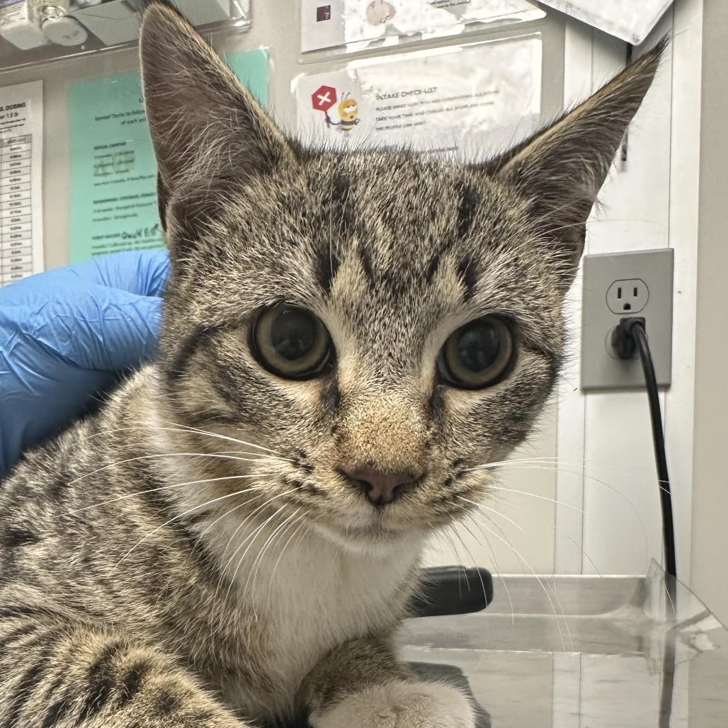 Fir, Adoptable, Young Male Domestic Short Hair.