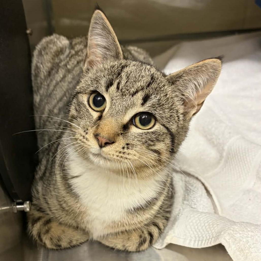 Enlarge Fir, a Adoptable mixed breed in Concord, NC image 2/2