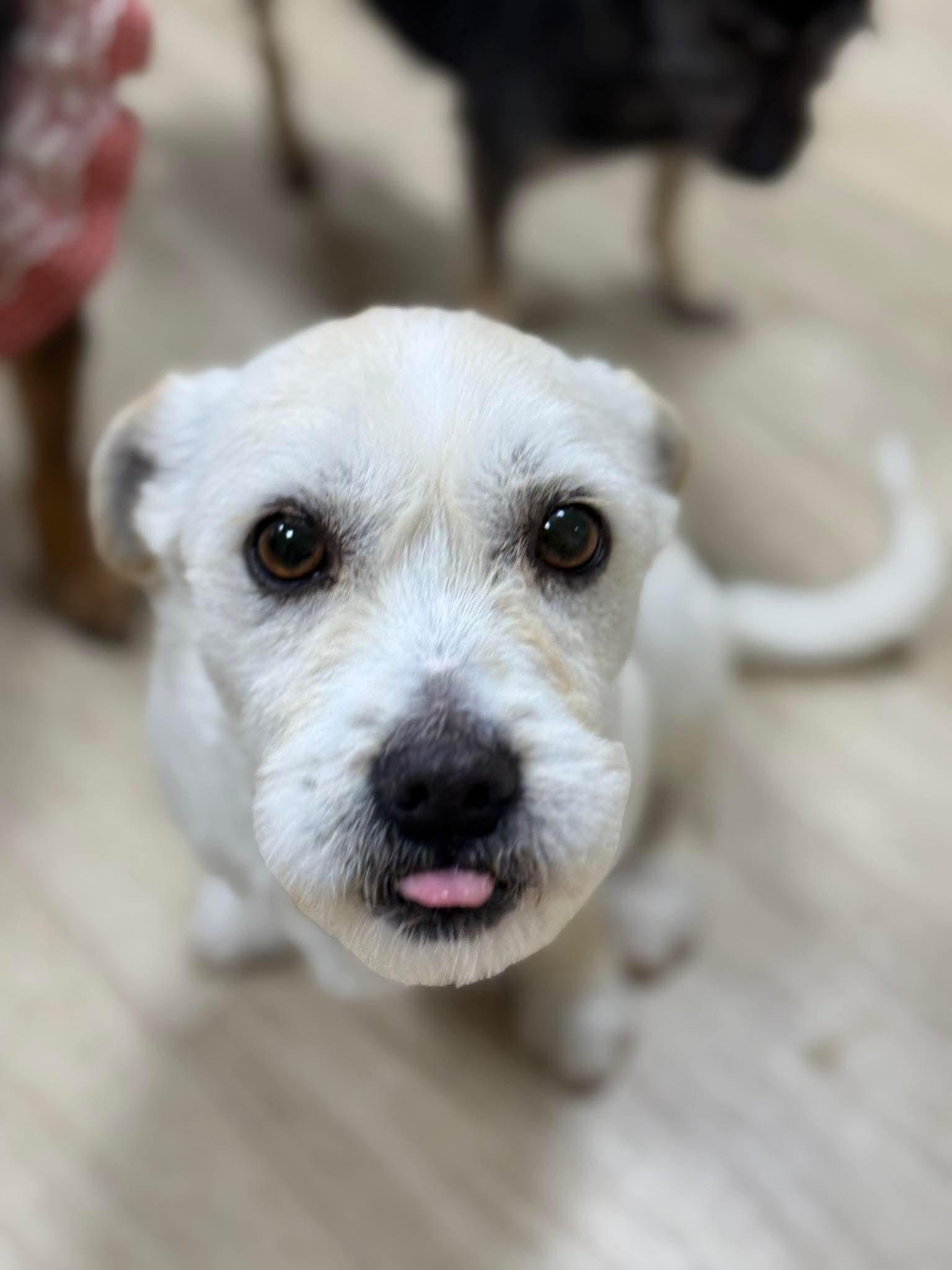 CHOHEE, Adopted, Young Female West Highland White Terrier / Westie.