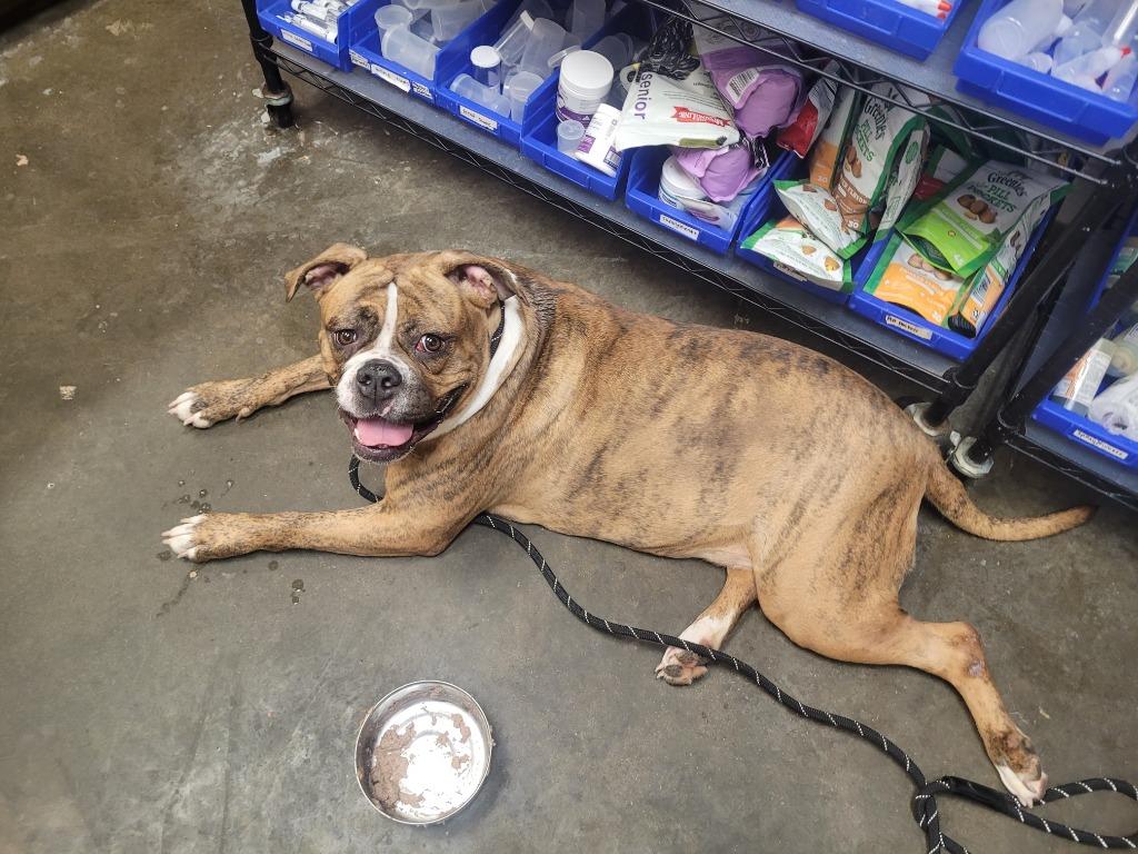 RASPUTIA, Adoptable, Young Female Terrier & Boxer.