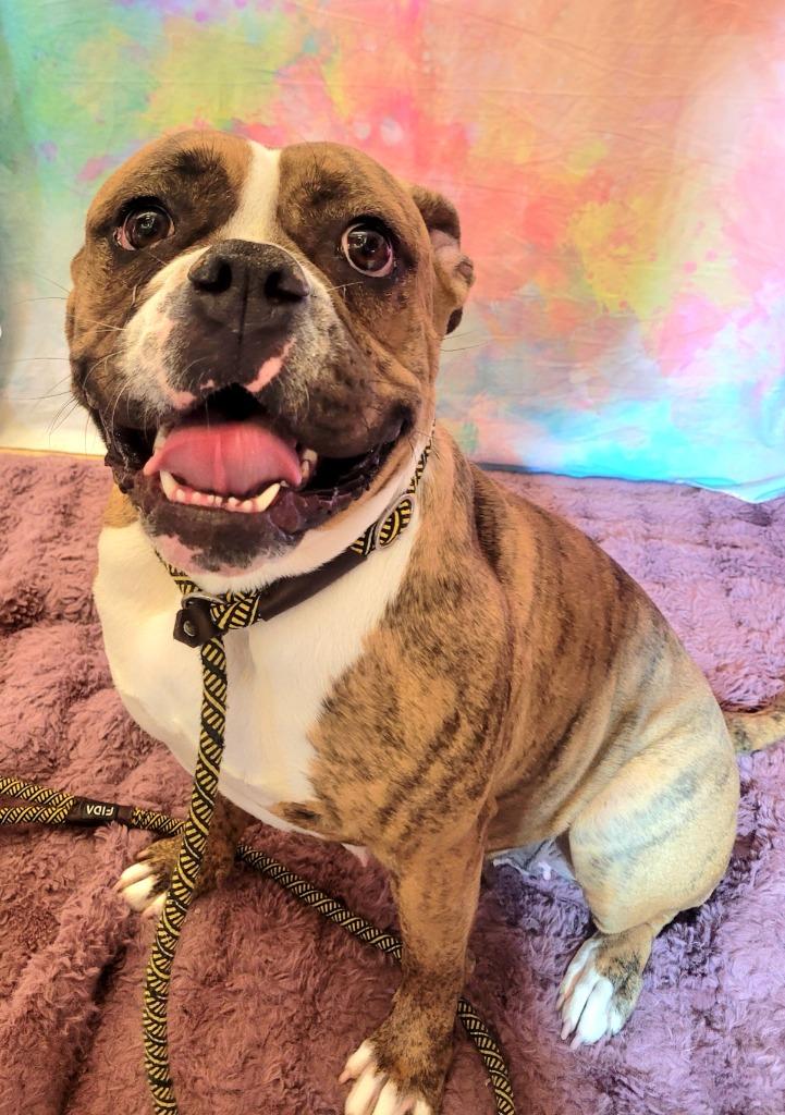Enlarge RASPUTIA, a Adoptable mixed breed in Wintersville, OH image 2/5