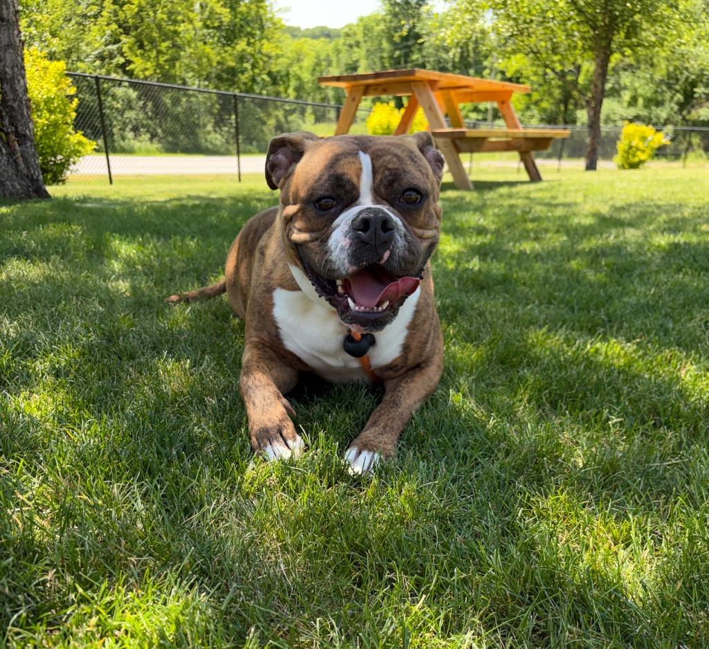 RASPUTIA, a Adoptable mixed breed in Wintersville, OH image 3/6