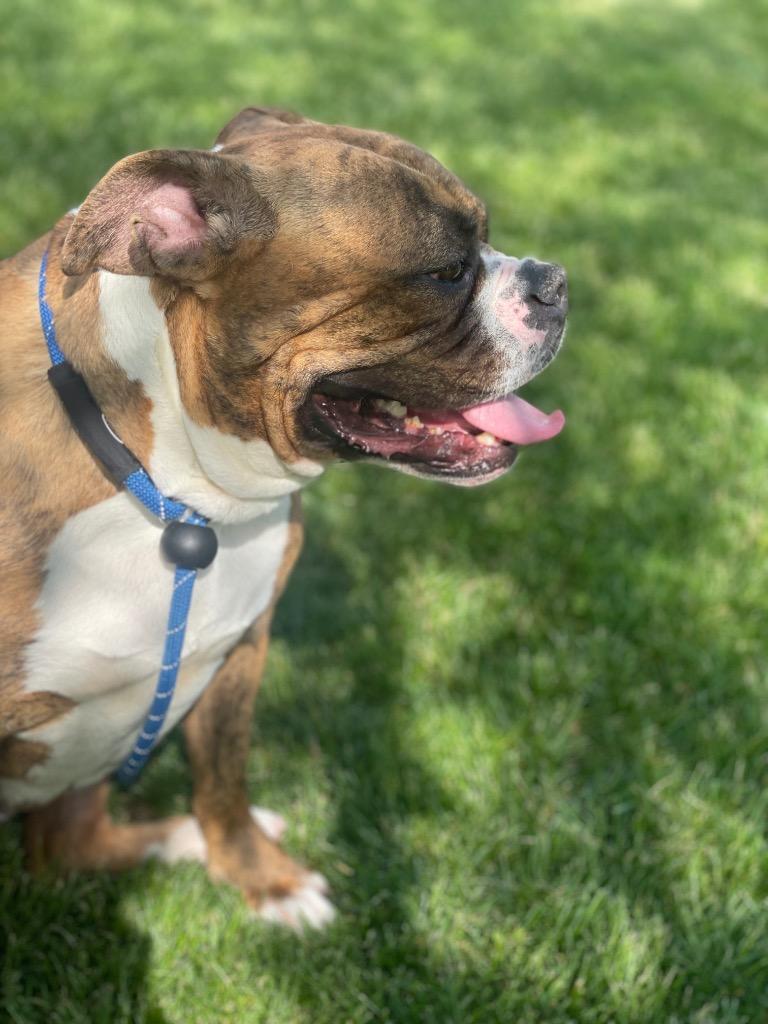 Enlarge RASPUTIA, a Adoptable mixed breed in Wintersville, OH image 4/5