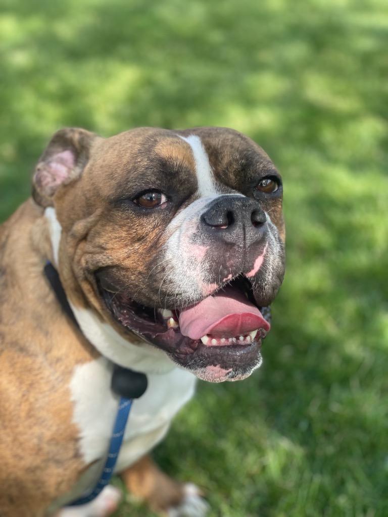 Enlarge RASPUTIA, a Adoptable mixed breed in Wintersville, OH image 5/5