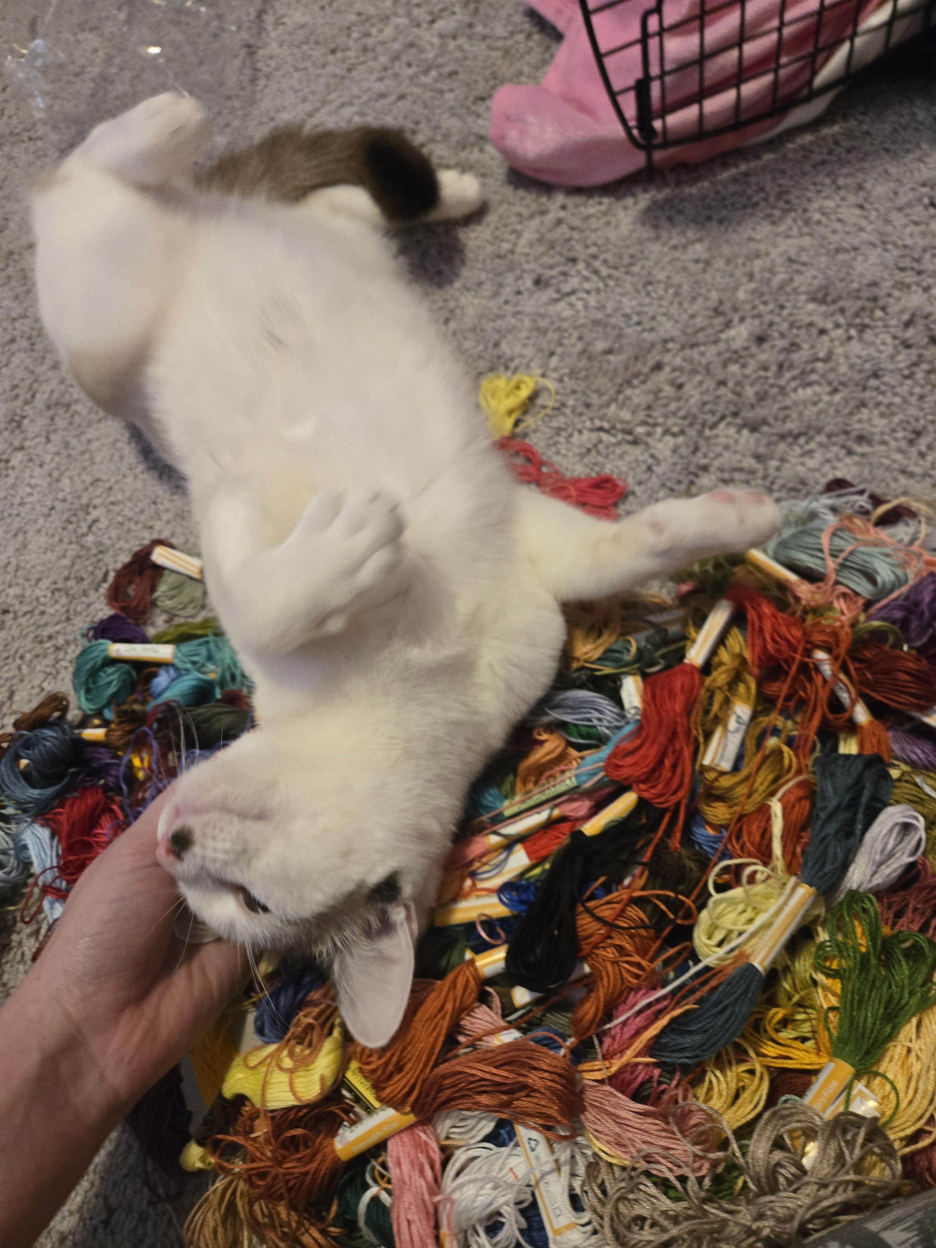 Pistachio thumbnail 2