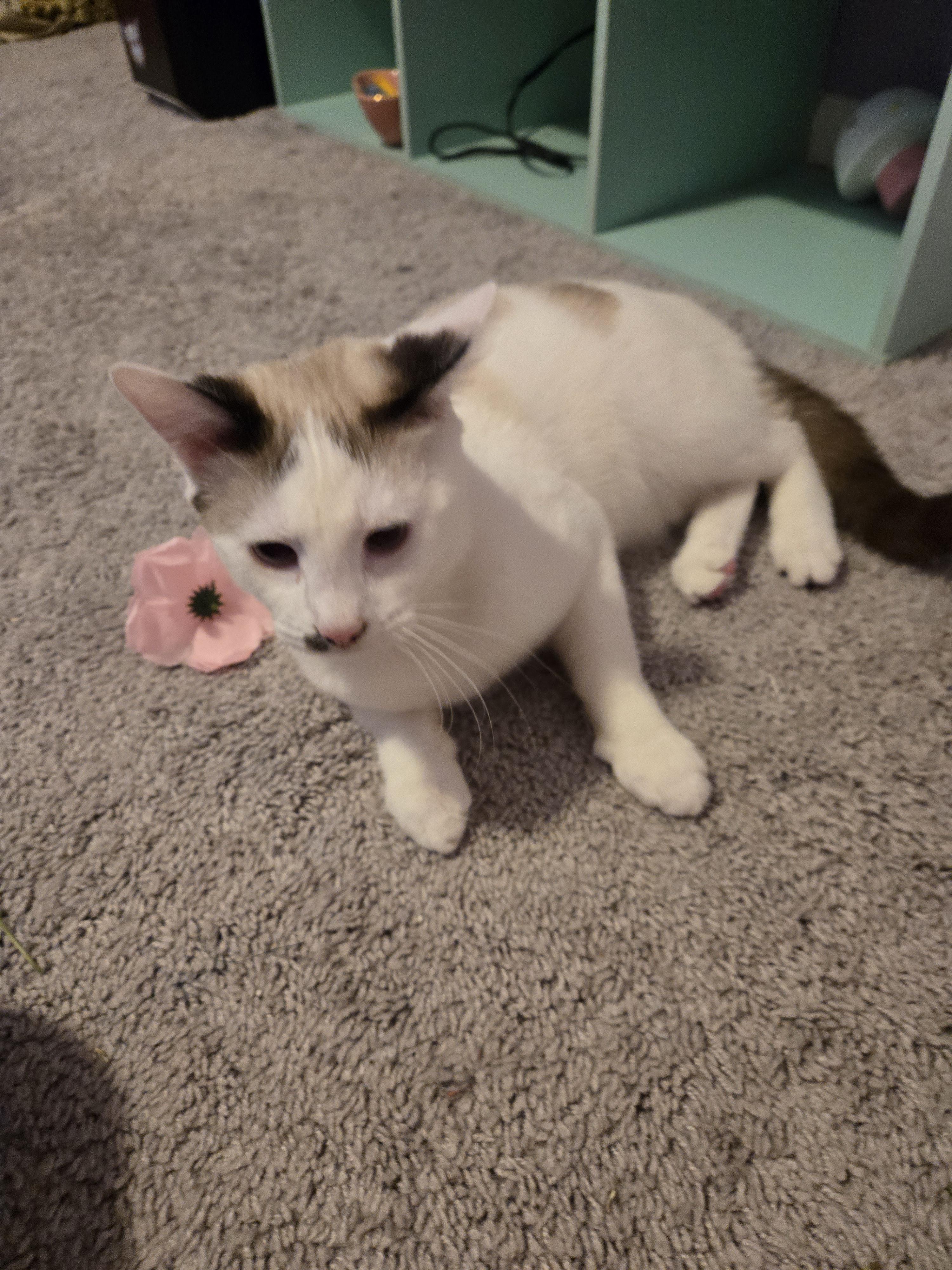 Pistachio thumbnail 3