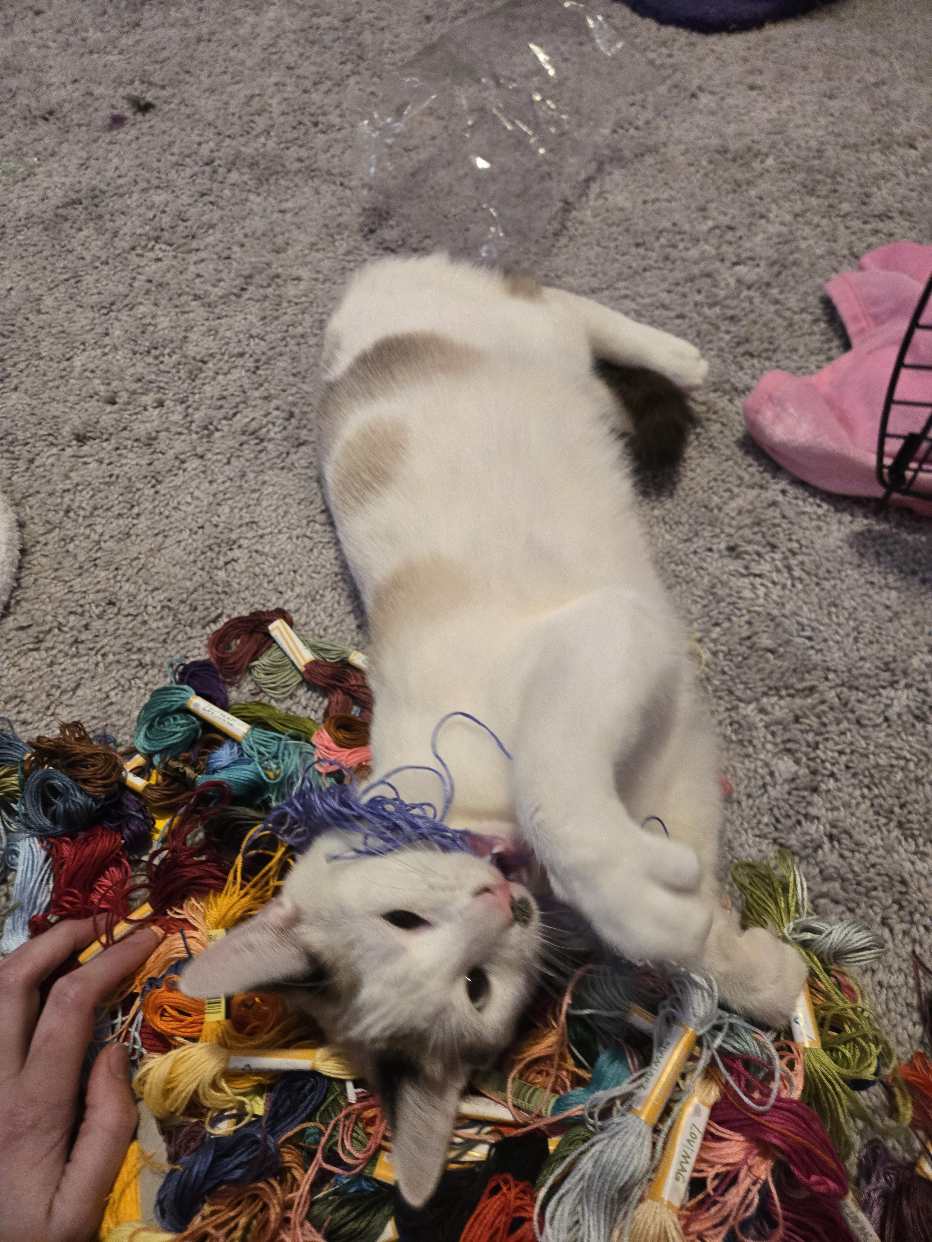 Pistachio thumbnail 4