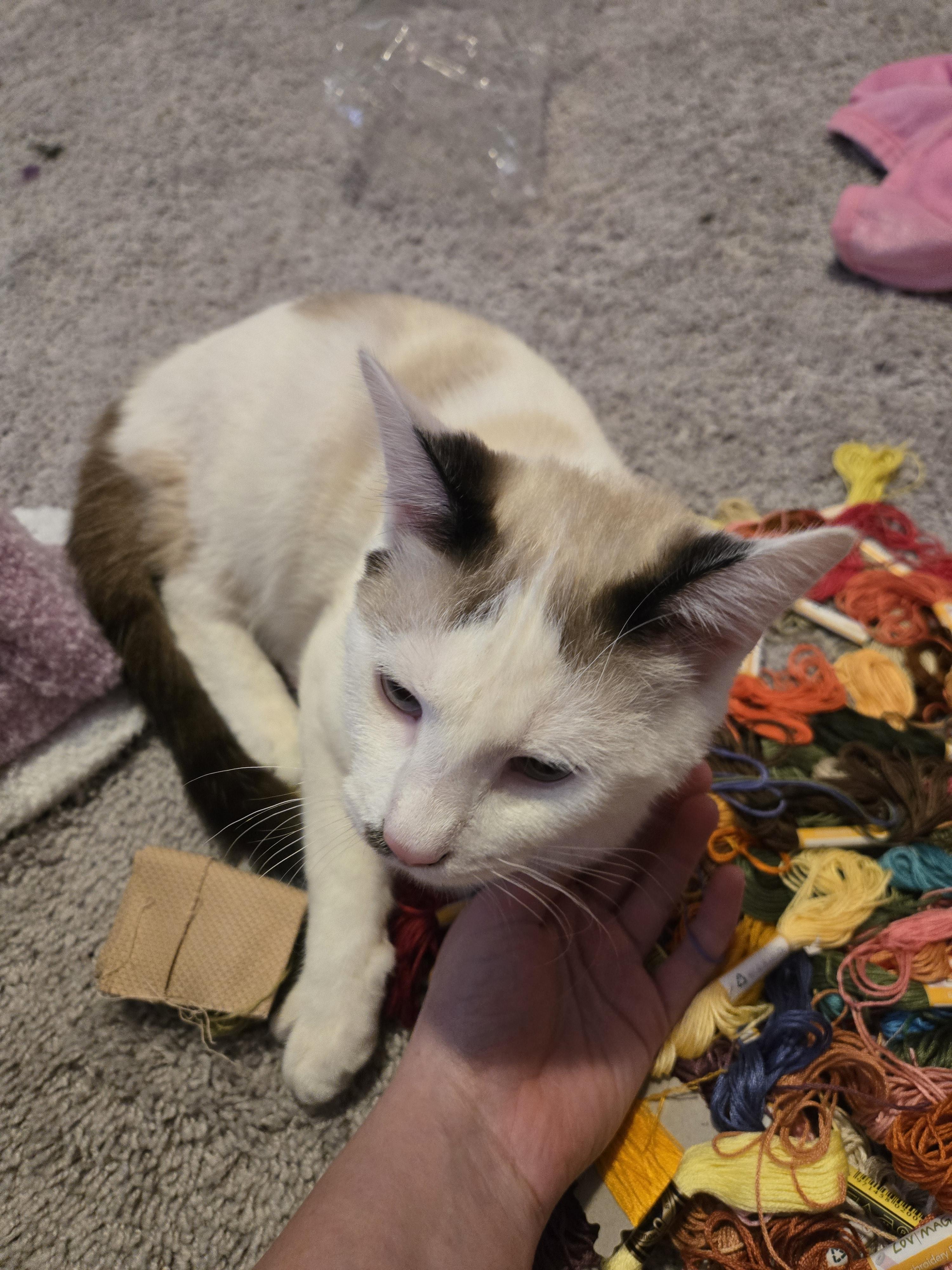 Enlarge Pistachio, a ADOPTABLE mixed breed in Sanford, NC image 2/6