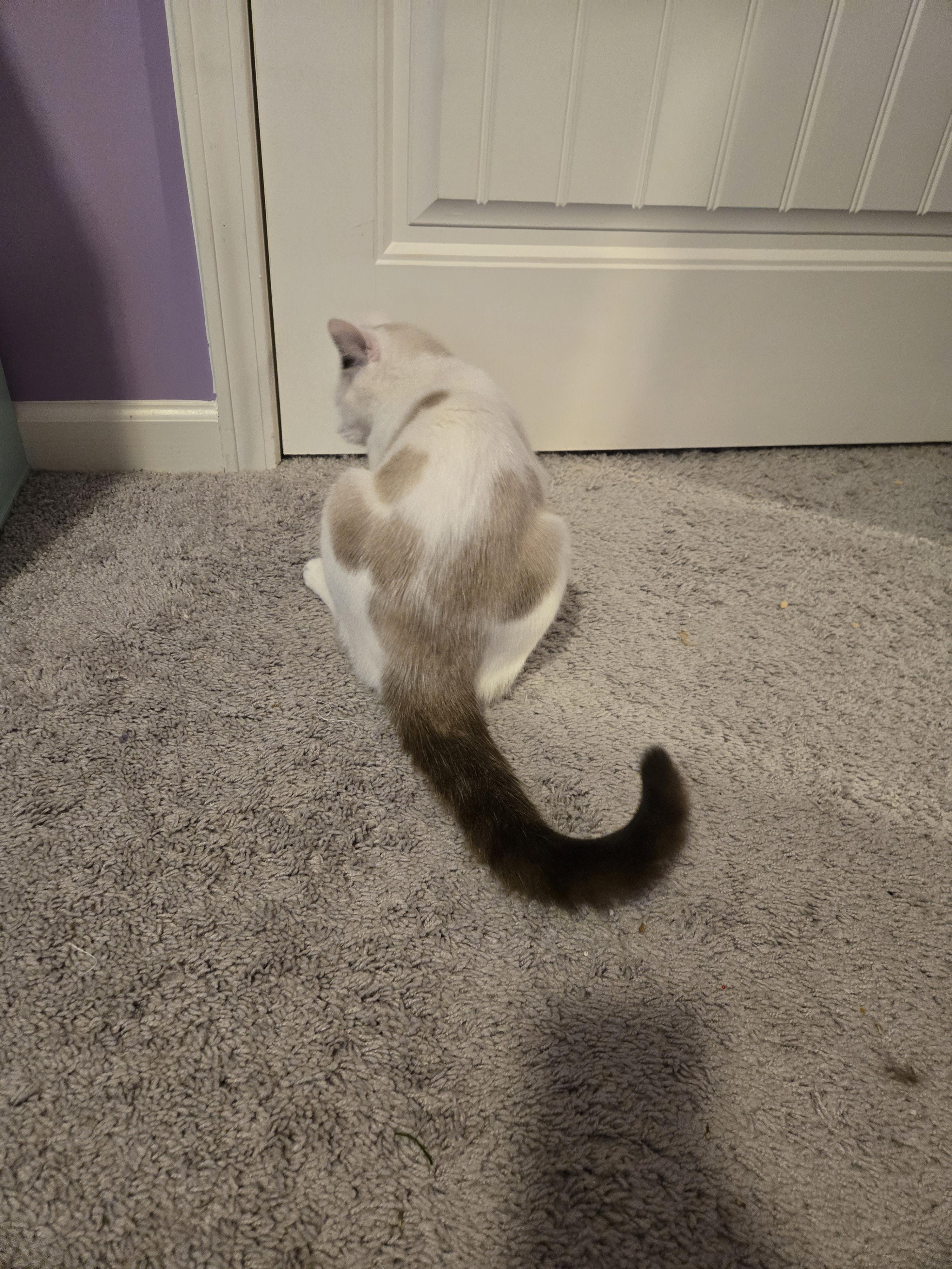 Pistachio, ADOPTABLE, Young Male Snowshoe & Domestic Medium Hair.