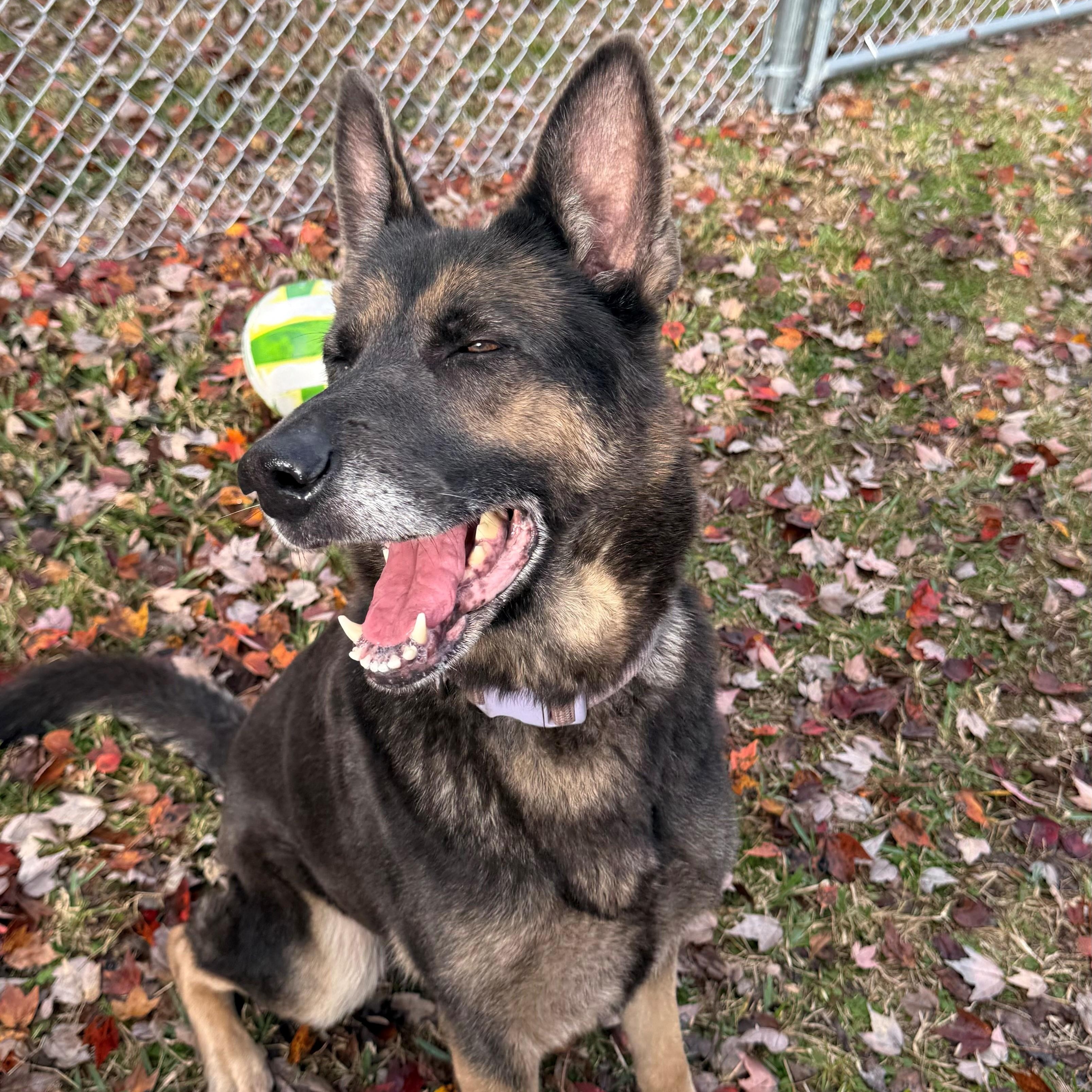 Enlarge Lucy, a ADOPTABLE German Shepherd Dog in St. Augustine, FL image 2/2