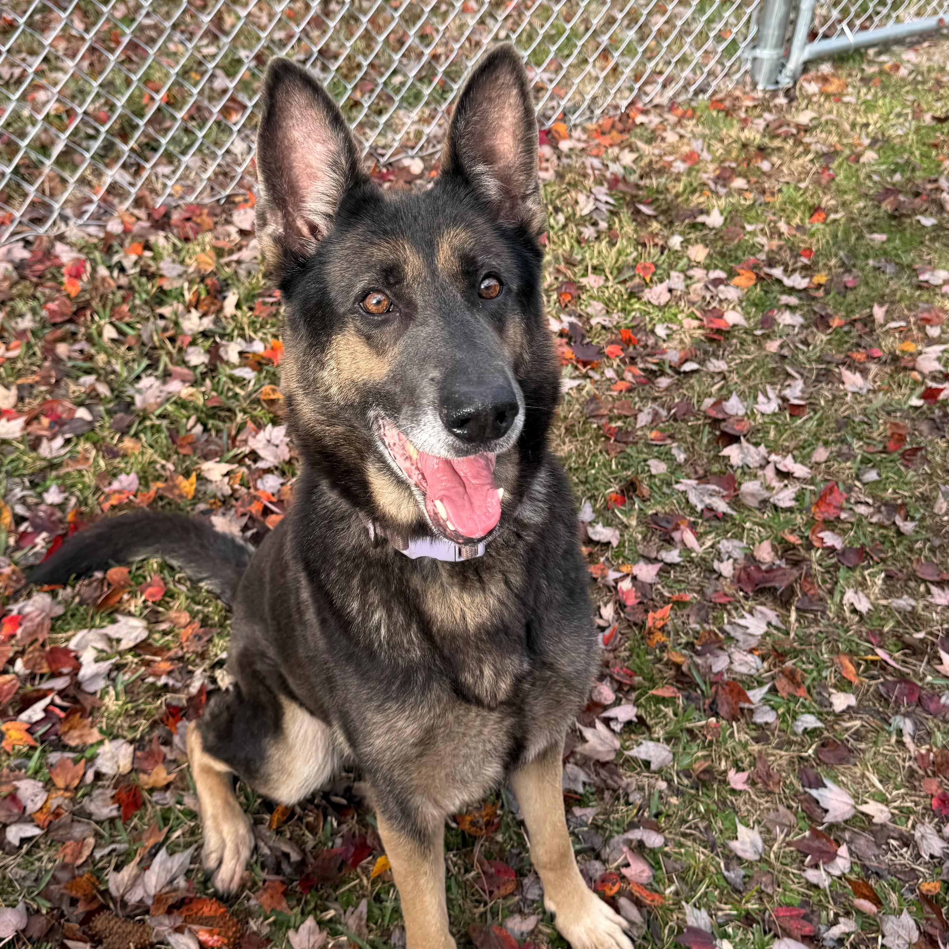 Lucy, ADOPTABLE, Adult Female German Shepherd Dog.