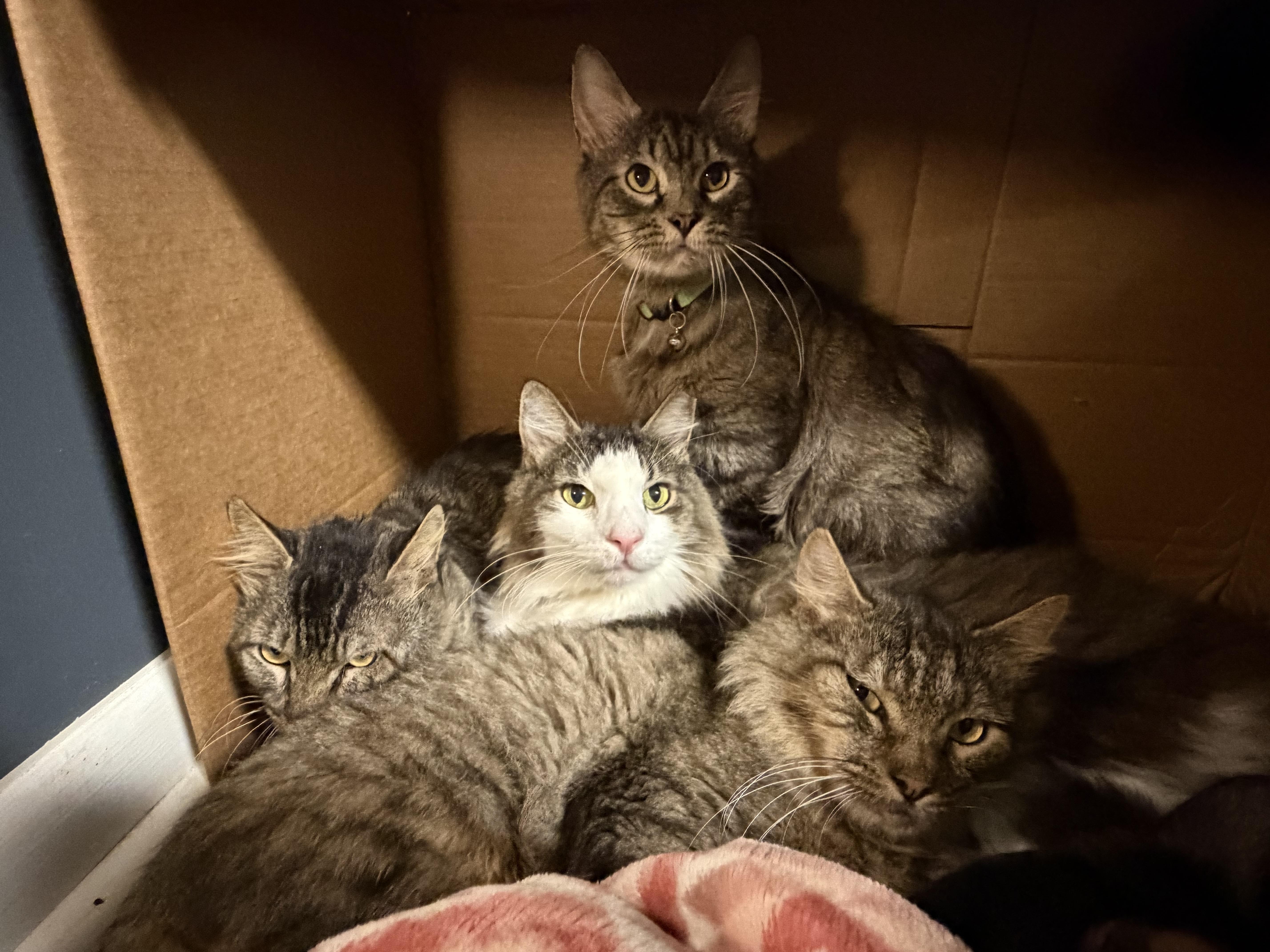Enlarge Goliath, a Adoptable Domestic Medium Hair in Pottsville, PA image 5/6
