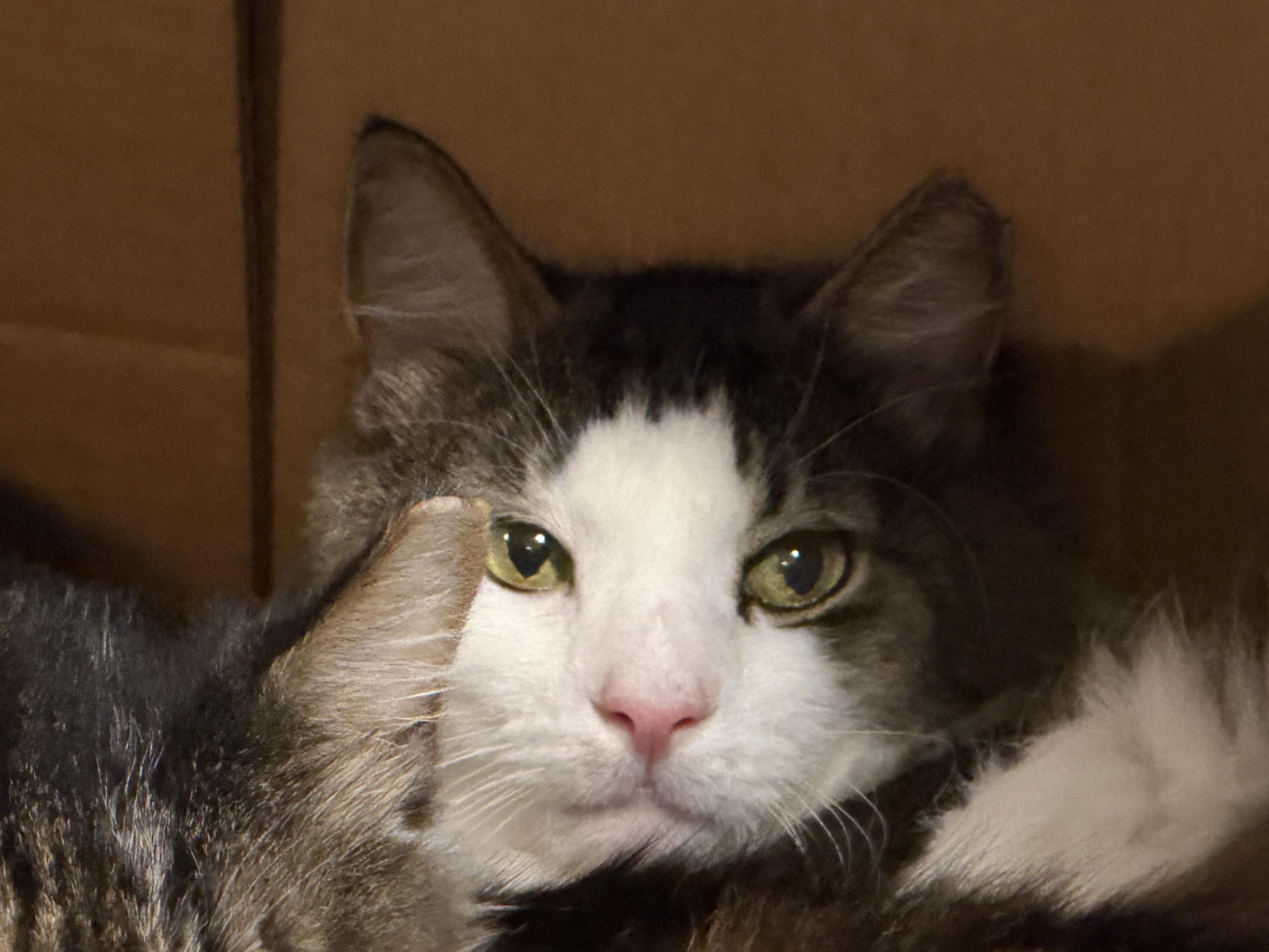 Enlarge Goliath, a Adoptable Domestic Medium Hair in Pottsville, PA image 4/6
