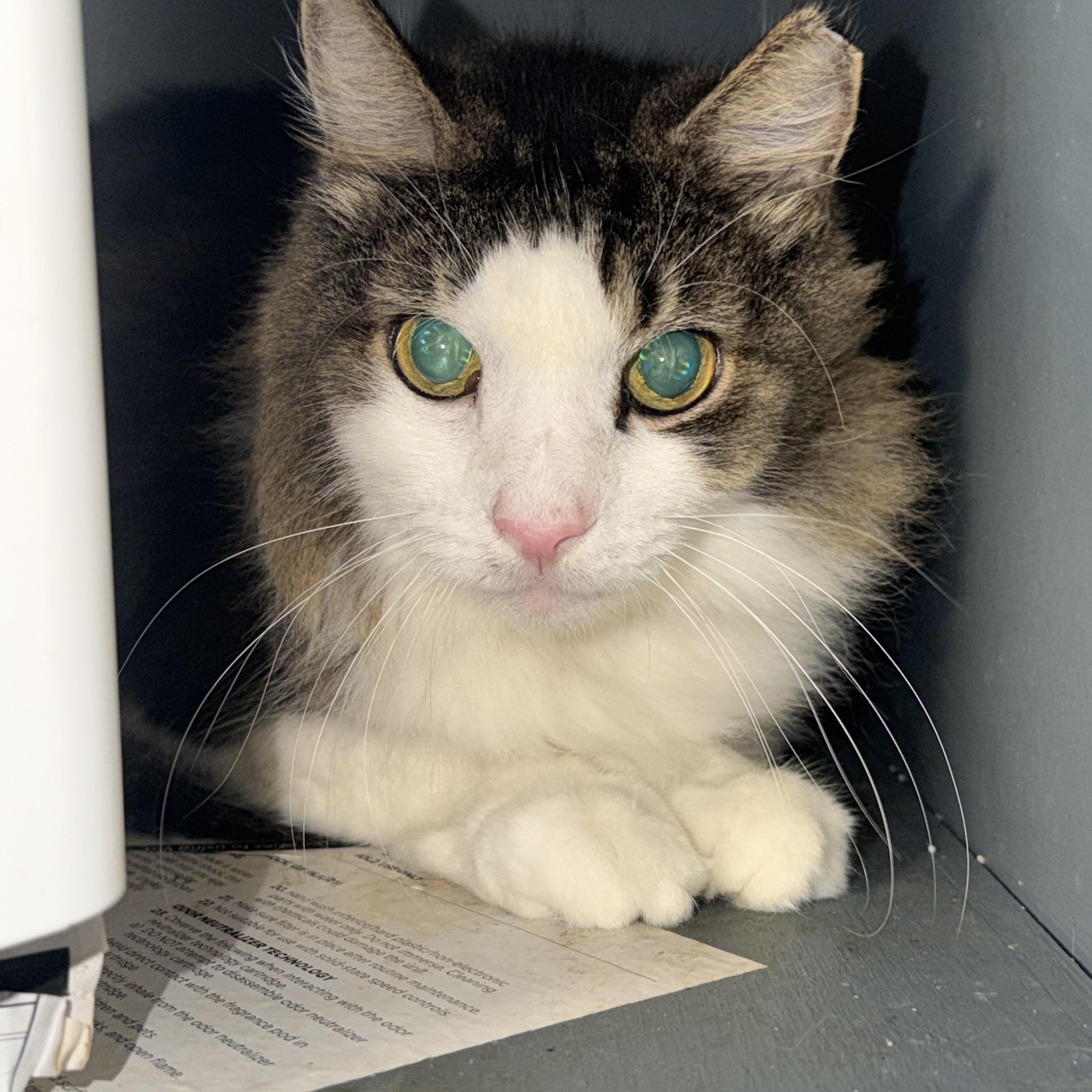Enlarge Goliath, a Adoptable Domestic Medium Hair in Pottsville, PA image 6/6