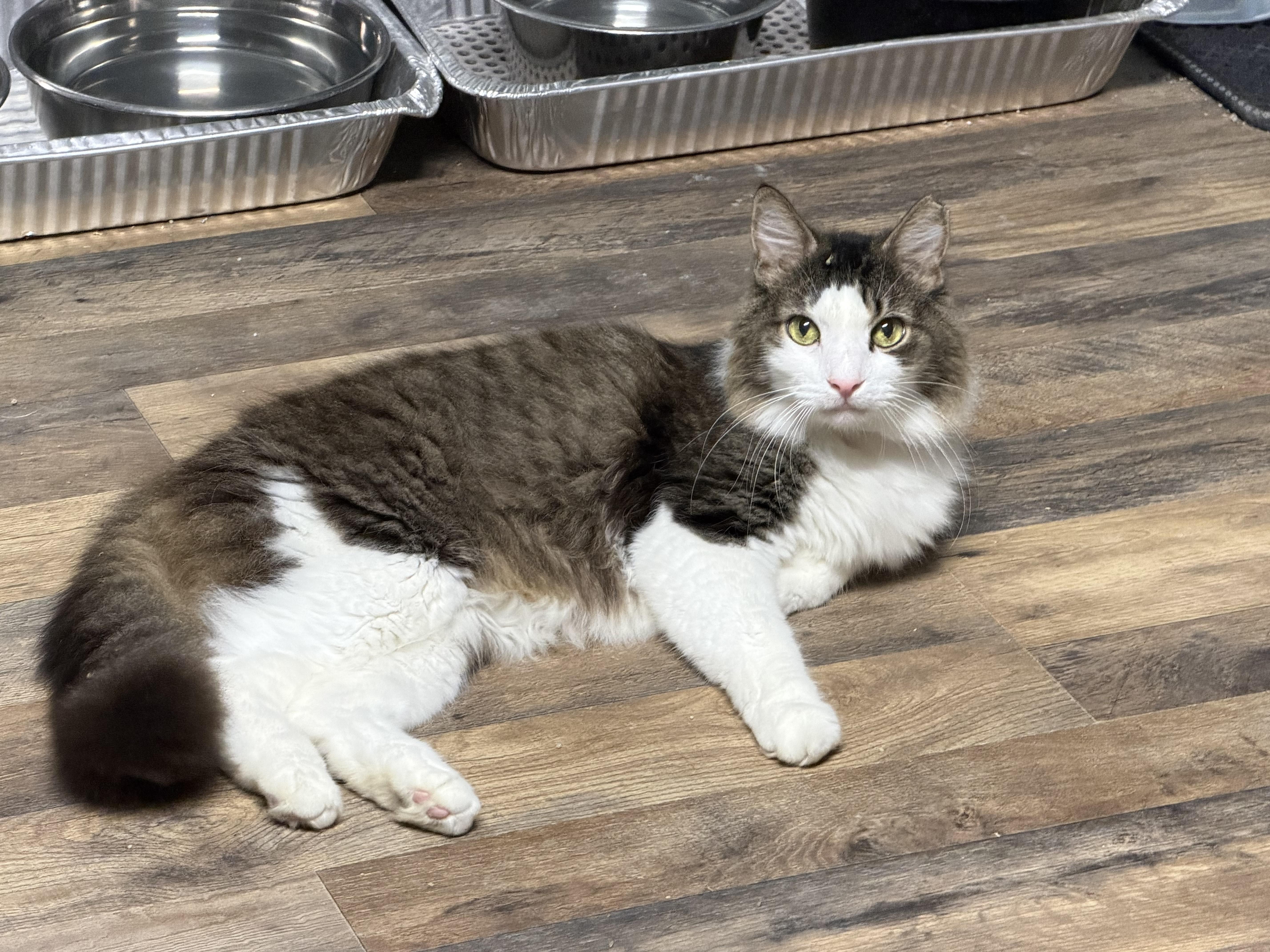 Enlarge Goliath, a Adoptable Domestic Medium Hair in Pottsville, PA image 1/6
