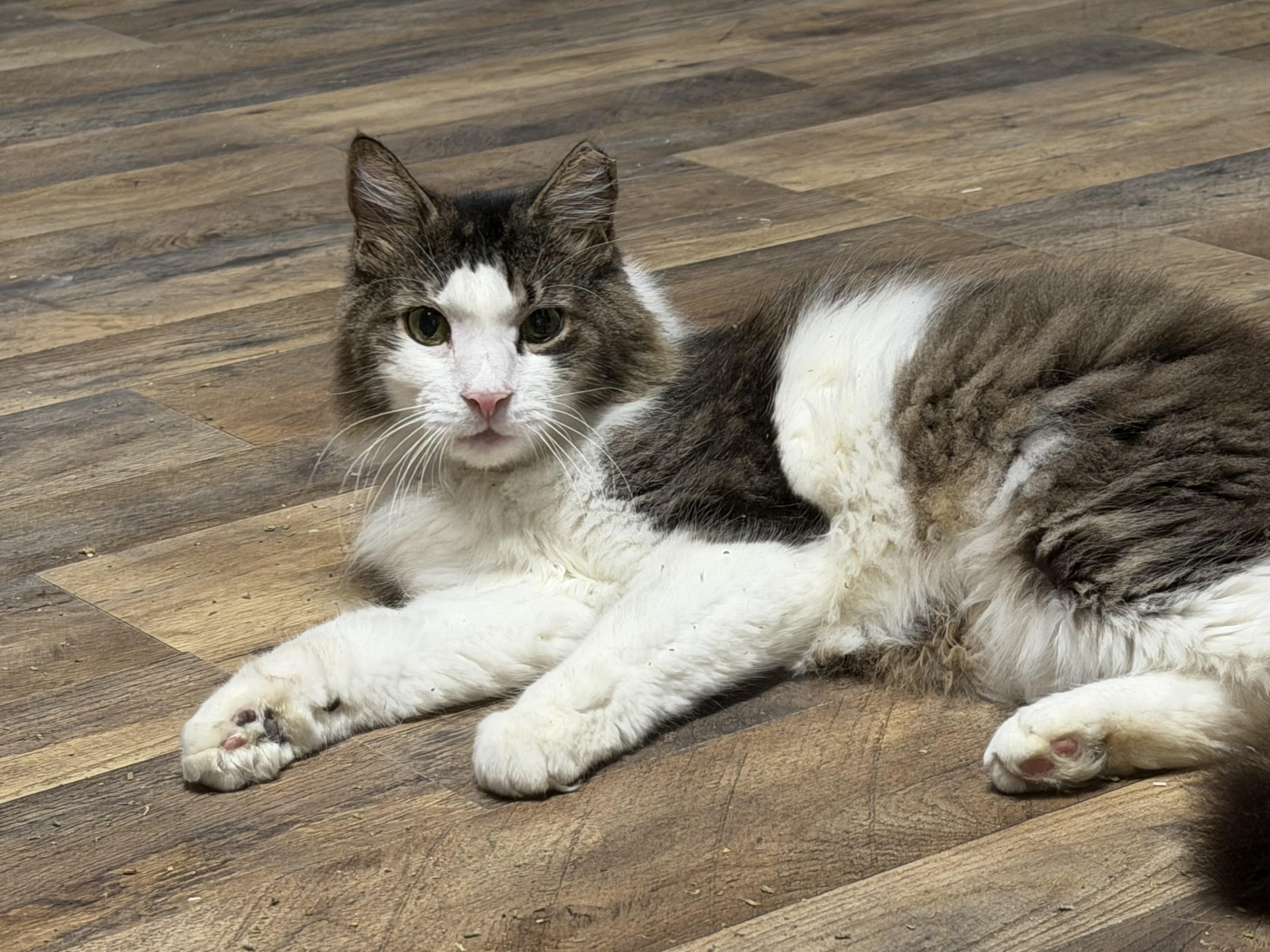 Enlarge Goliath, a Adoptable Domestic Medium Hair in Pottsville, PA image 2/6