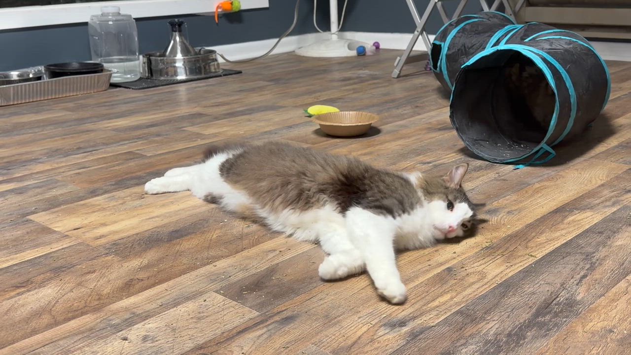 Enlarge Goliath, a Adoptable Domestic Medium Hair in Pottsville, PA video 3/6