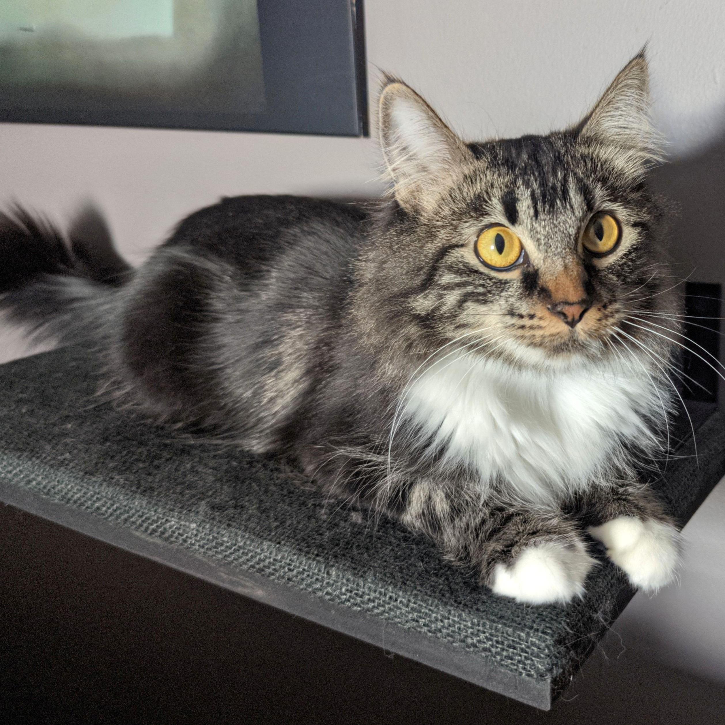 Enlarge Eloise, an adopted Domestic Medium Hair in Calgary, AB image 2/5