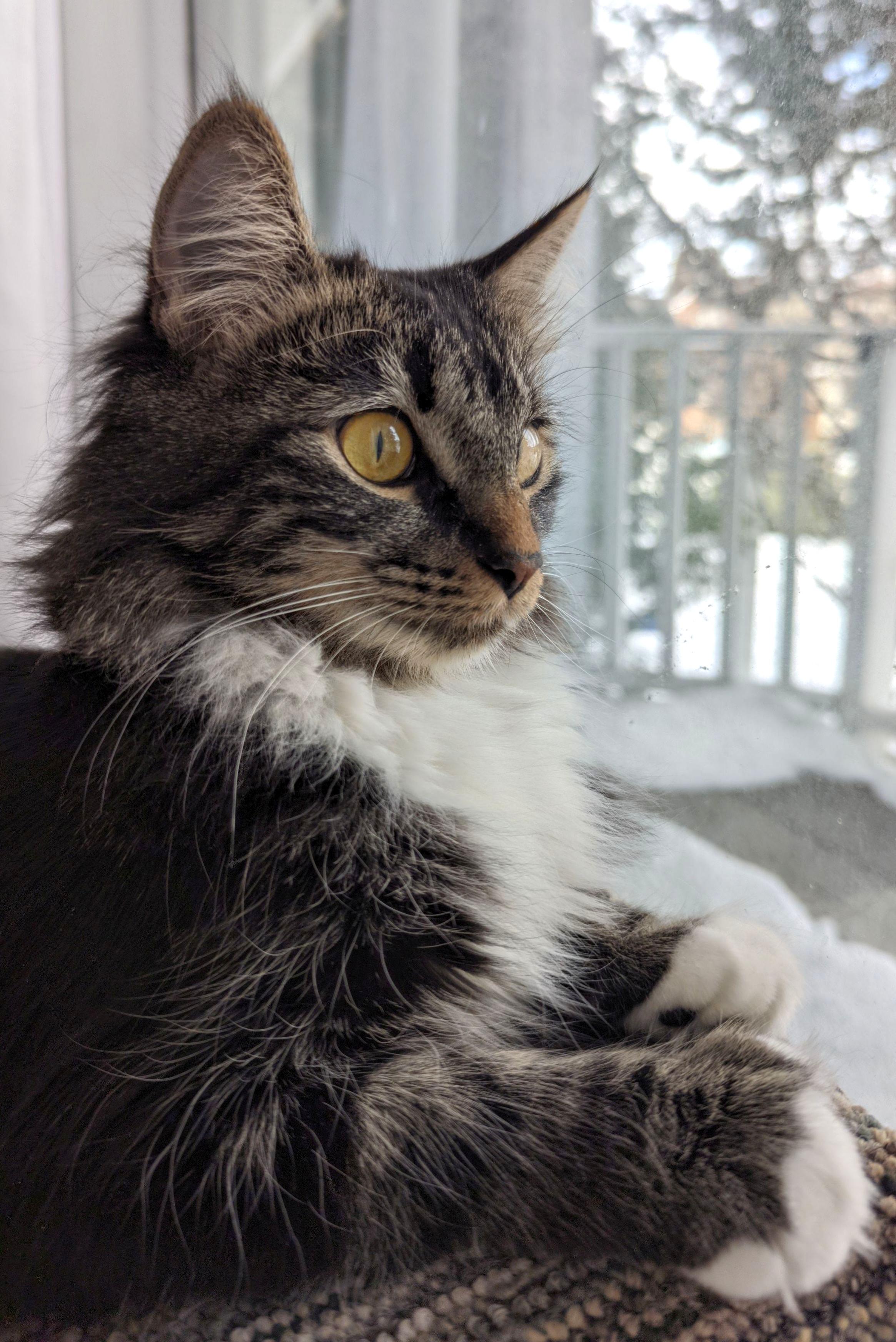 Enlarge Eloise, an adopted Domestic Medium Hair in Calgary, AB image 5/5