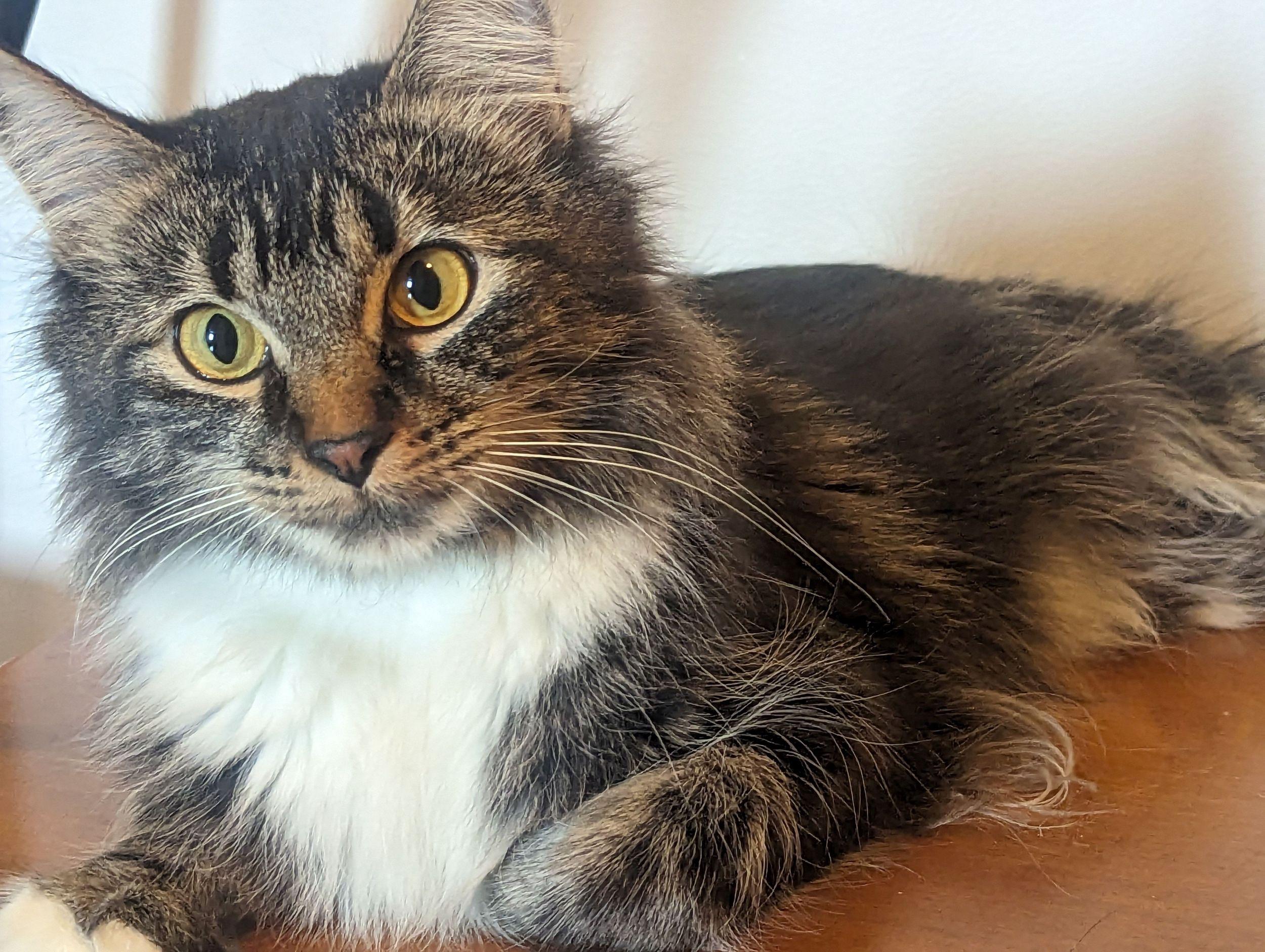 Eloise, adopted, Adult Female Domestic Medium Hair.