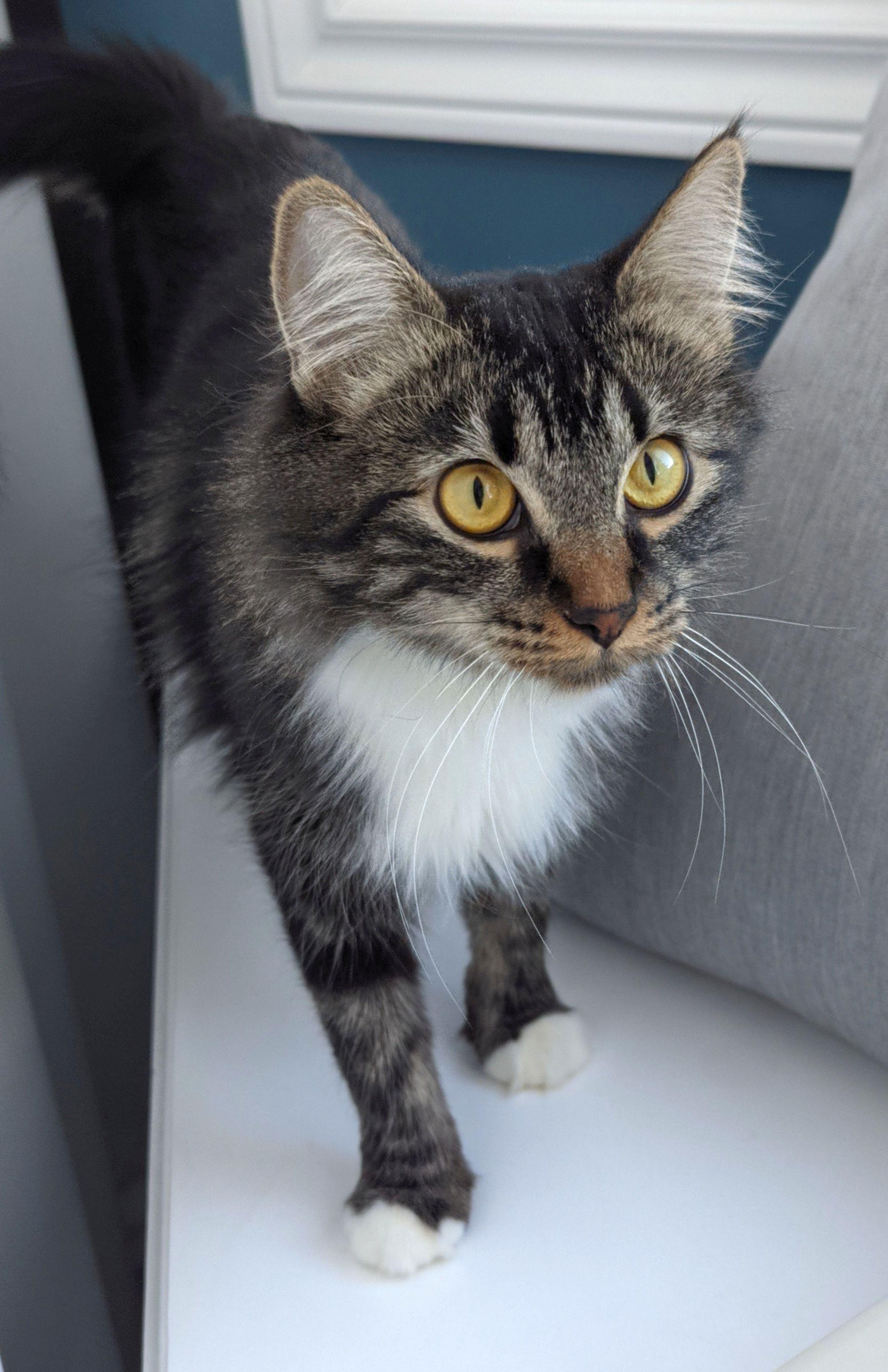 Enlarge Eloise, an adopted Domestic Medium Hair in Calgary, AB image 3/5