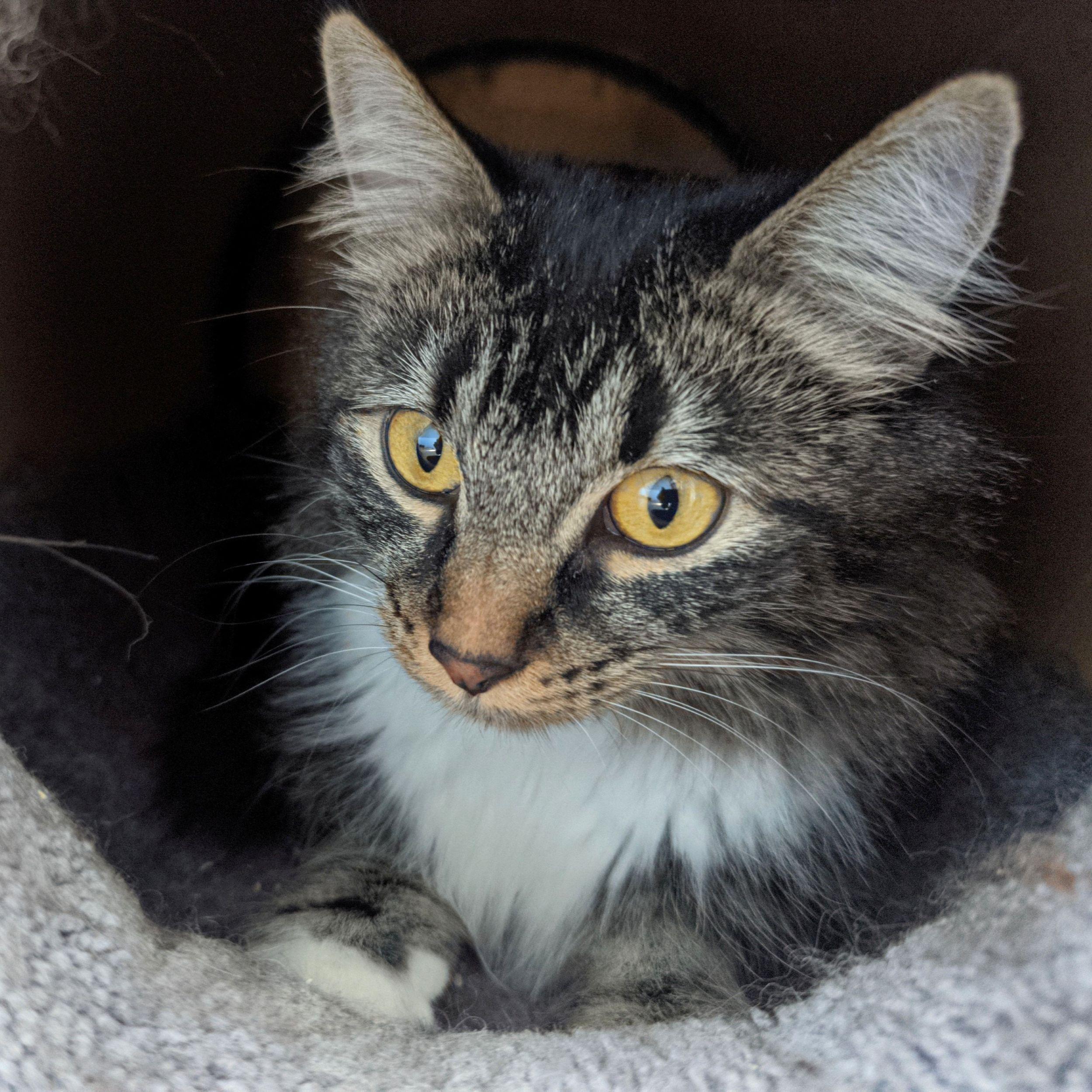 Enlarge Eloise, an adopted Domestic Medium Hair in Calgary, AB image 4/5