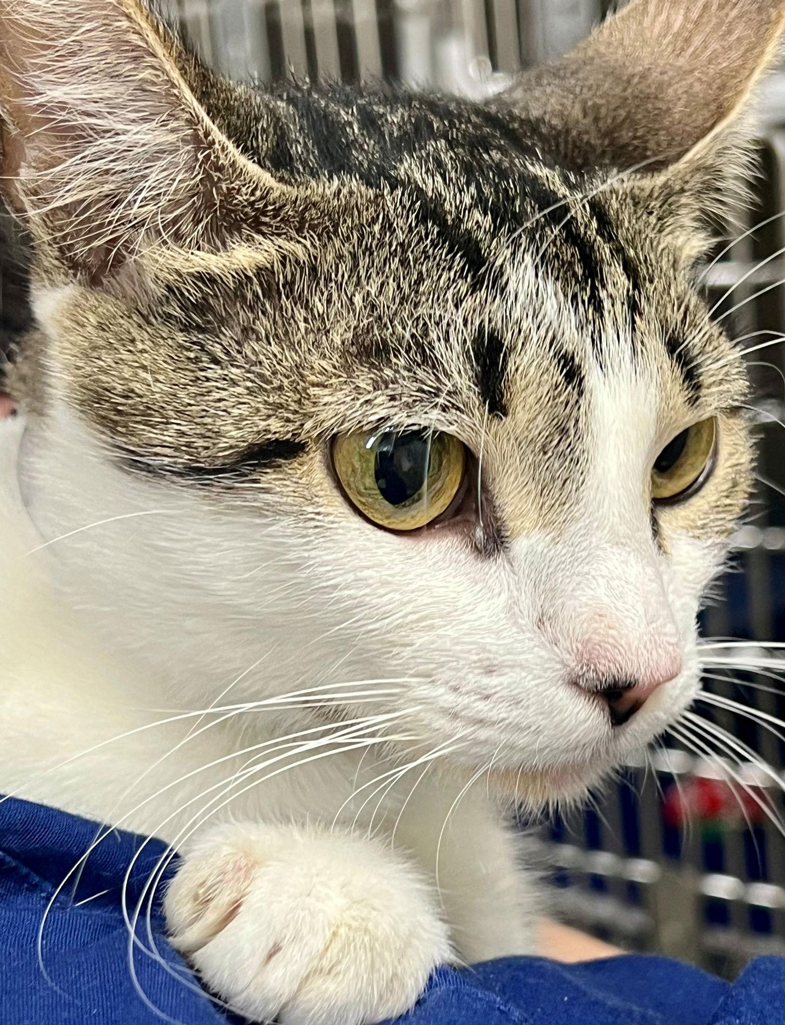 48738 - Candy, a Adopted Tabby in Ellicott City, MD image 1/2