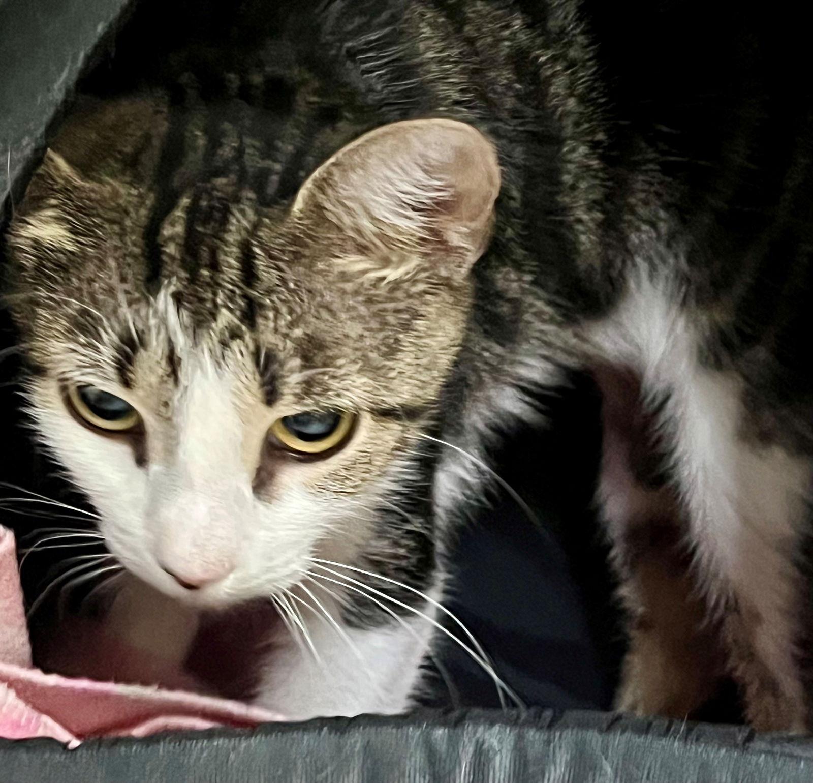 48738 - Candy, a Adopted Tabby in Ellicott City, MD image 2/2