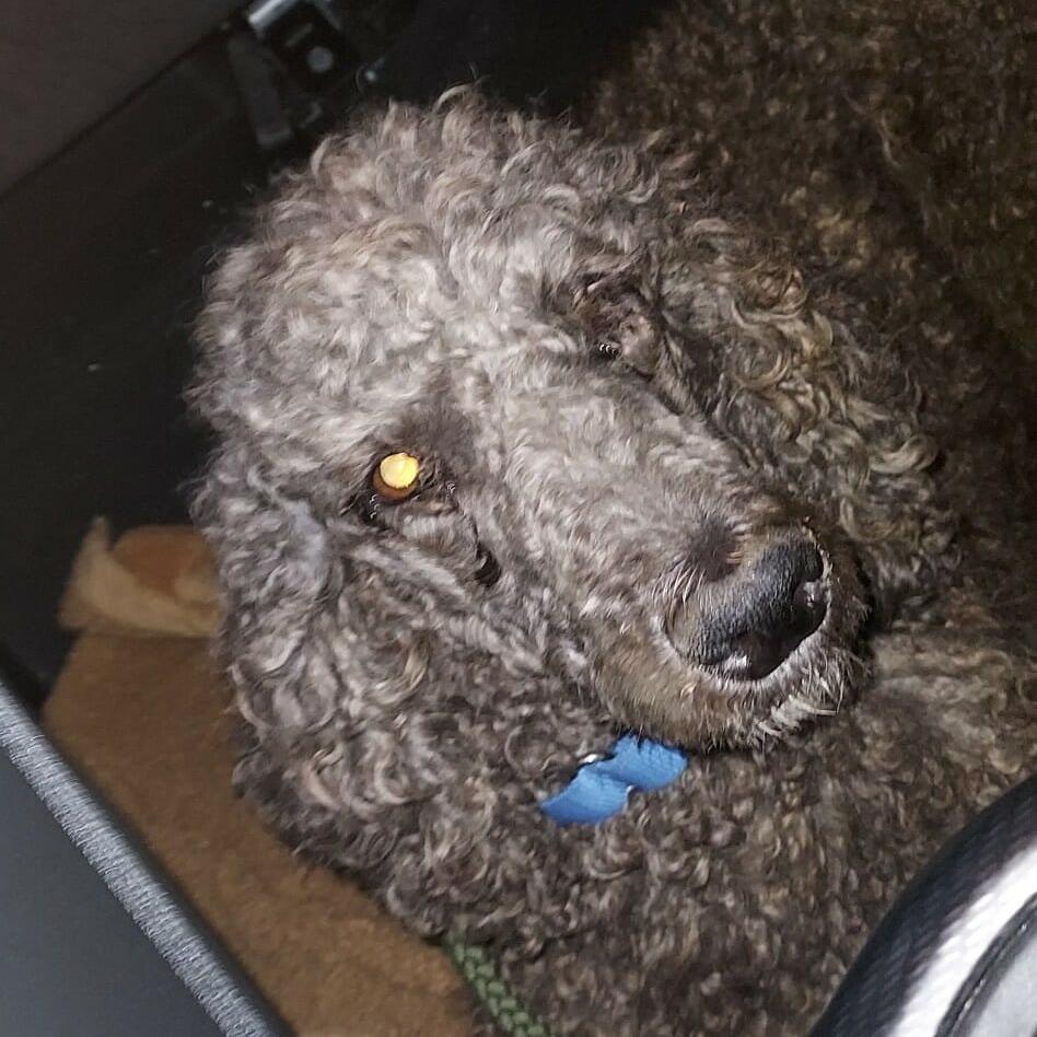 Prancer, Adoptable, Adult Female Poodle.