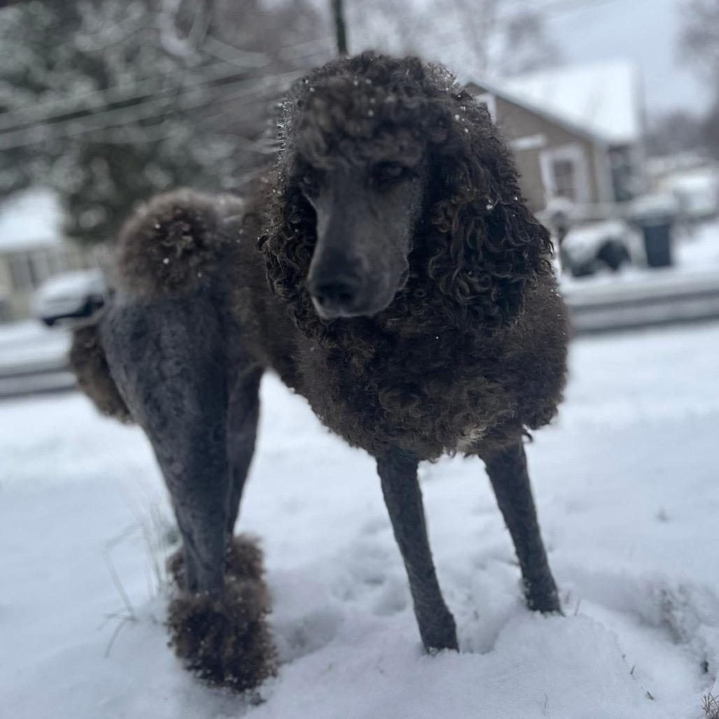 Enlarge Prancer, a Adoptable Poodle in Fredericksburg, VA image 2/6
